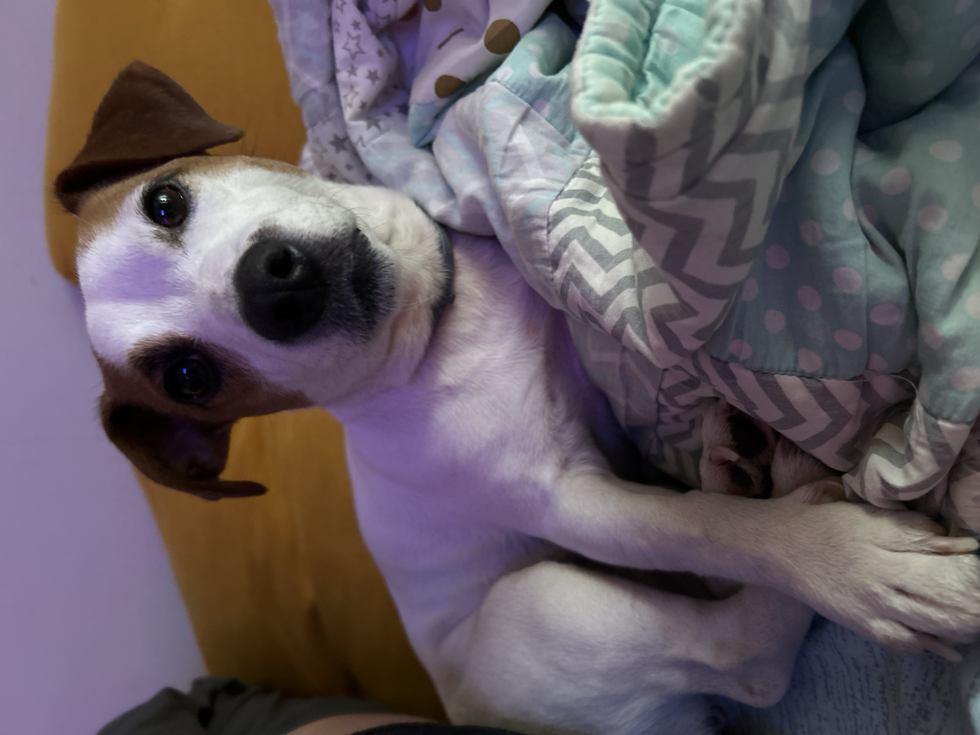 A domestic Jack Russell Terrier type dog is depicted indoors, within the city of Chaikovsky, Russia. The animal is predominantly white with brown markings on its head, specifically around its dark eyes and on its ears. Its nose is black. The dog is positioned lying down, facing directly towards the viewer, with its body extending to the left of the frame. Its front paws rest on a layered collection of soft textiles. The top layer of textile features a light blue and white chevron pattern, transitioning to a light grey fabric with white stars. A lower layer of textile is light blue with light pink polka dots. Behind the dog, a mustard yellow surface, possibly a cushion or furniture back, is visible. To the far left, a dark-colored garment suggests the presence of an individual adjacent to the animal. The scene is illuminated with mixed lighting, casting a discernible purple-pink hue on the dog's white fur.