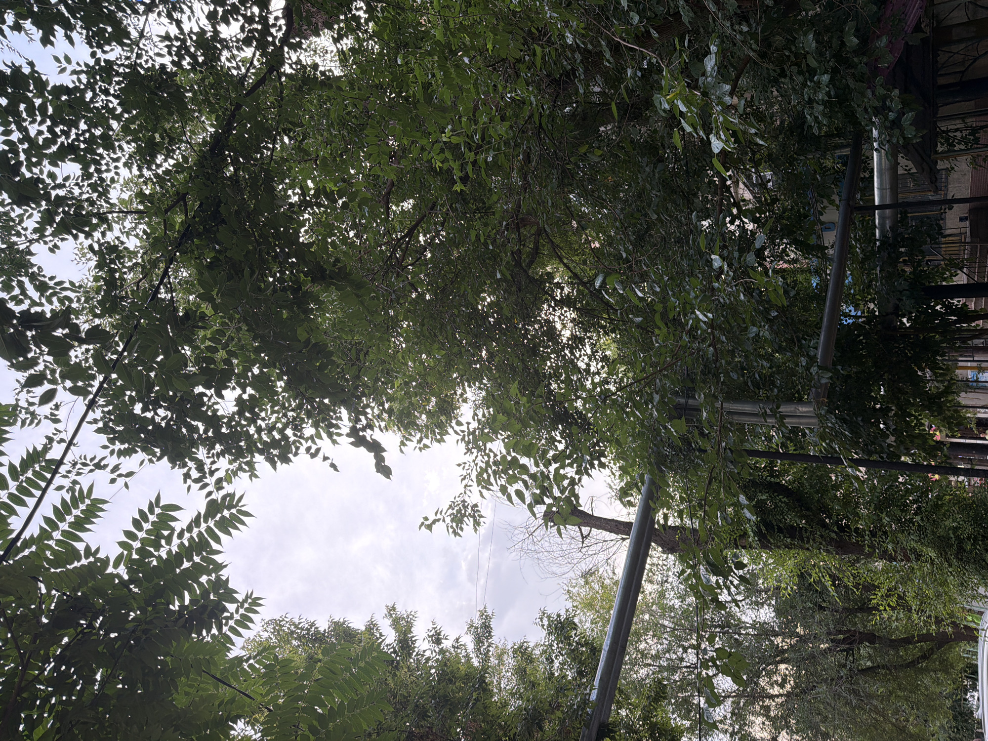 The image captures an upward view of a canopy of lush green trees, with the sky visible through the leaves. The sunlight filters through the foliage, creating a dappled lighting effect. The scene appears to be set outdoors, likely in a park or natural area, given the dense greenery. In the background, hints of man-made structures, possibly buildings or fences, can be seen peeking through the leaves on the right side of the frame, suggesting an urban or semi-urban environment. There are also metal poles or structures present, one prominently in the foreground on the right, which could be part of a fence, scaffolding, or utility poles. The sky is overcast with some lighter patches, indicating a cloudy day. The image doesn't show any people or specific activities, but the abundance of leaves suggests a warm season, possibly spring or summer. No visible text is present in the image. The overall impression is one of natural beauty and the interplay of light and shadow within a leafy environment.