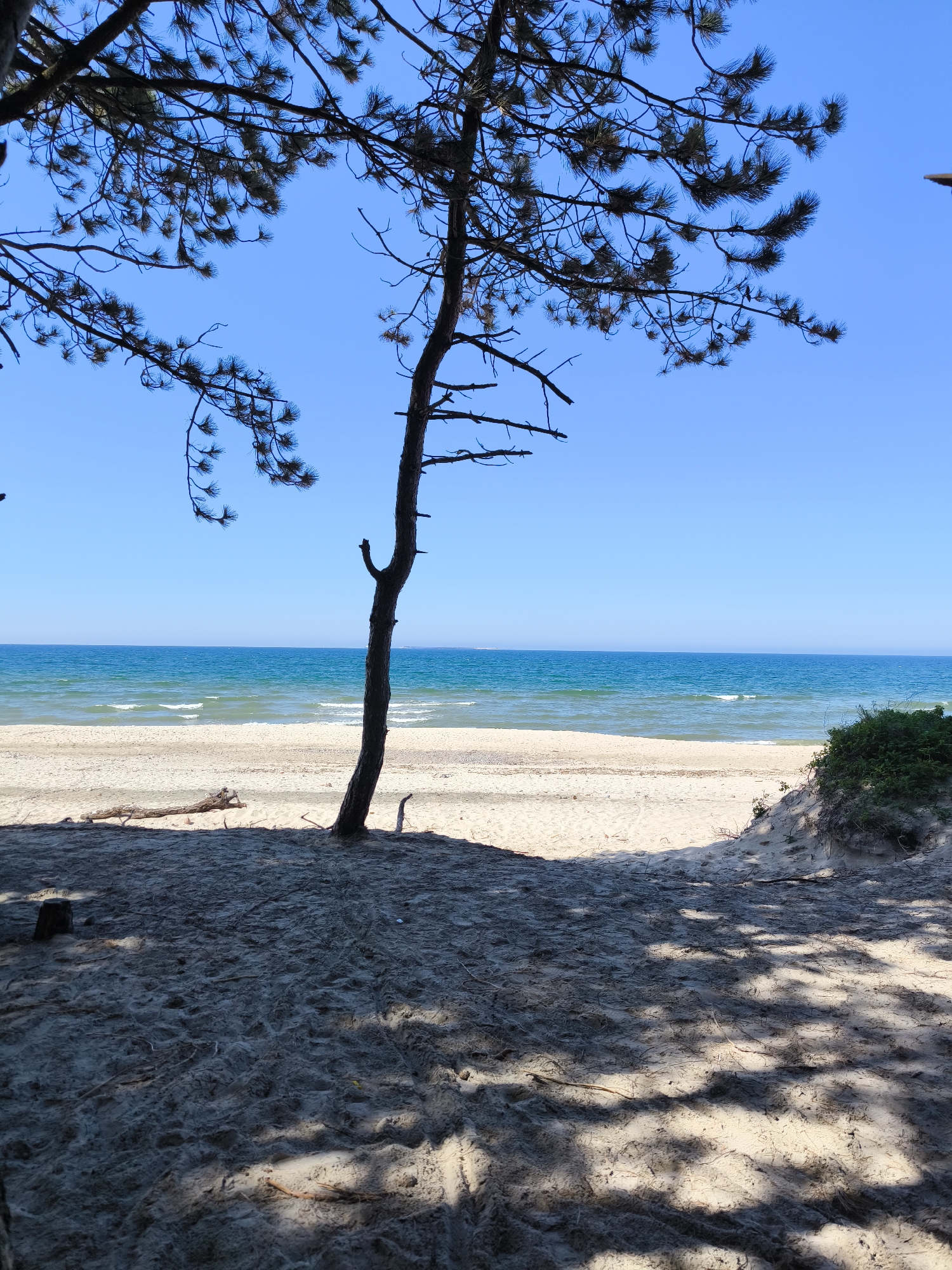 The image displays a coastal scene in Priboy, Russia, observed from a shaded sandy area looking seaward under a clear, cloudless sky. The immediate foreground consists of light brown sand covered with intricate, dark shadows cast by pine tree branches, indicating direct overhead sunlight. Small sticks and natural ground debris are scattered across the sand. A prominent, slender, dark tree trunk, likely a pine, stands slightly to the right of the image's center, extending from the bottom edge upwards. Its branches, along with those of other unseen trees, frame the top and upper-left sections of the image, silhouetted against the bright sky.
Beyond the shaded foreground, a wide stretch of sunlit, light-colored sand forms the beach. A notable piece of driftwood or a fallen log lies horizontally on the sand to the left of the central tree. On the far right, a small sandy dune is covered with low, dense green vegetation. The mid-ground transitions into the blue-green waters of the sea, exhibiting gentle waves breaking into white foam along the shoreline. A clear, sharp horizon line separates the calm sea from an expansive, vibrant light blue sky, which is devoid of clouds. Faint, hazy landmasses are discernible on the distant horizon, particularly to the left and right, suggesting a coastline. There are no individuals, animals, or human structures visible in the scene.