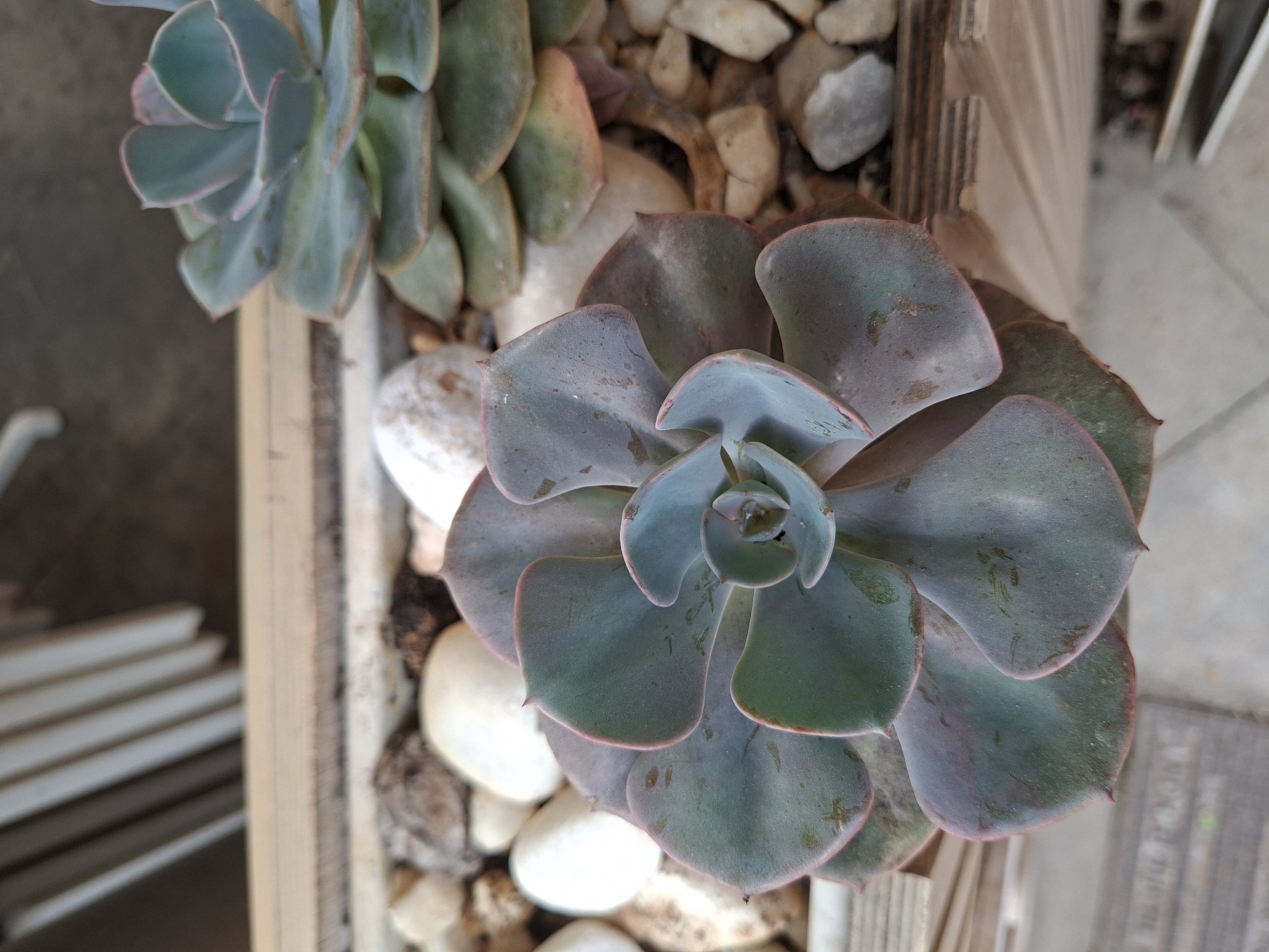The image shows two succulents in a planter box. The succulent in the foreground is larger and more developed, with thick, fleshy leaves that are a muted blue-green color, edged with a delicate pink. The succulent in the background is smaller and also displays the characteristic rosette shape of its species, with similar blue-green foliage and pink edges. Both plants are surrounded by a layer of decorative stones, ranging in size from small pebbles to larger, smooth white rocks. The planter box itself appears to be made of wood, with a slatted texture visible along the bottom right edge of the frame. The background is blurred but suggests an outdoor setting, possibly a patio or balcony, with vertical white elements that could be part of a railing or furniture. There are no people or animals visible in the image. The scene appears to be an aesthetic arrangement of potted plants, likely in a residential or commercial outdoor space. The location in Torrevieja, Spain is not discernible from the visual information provided in the image.