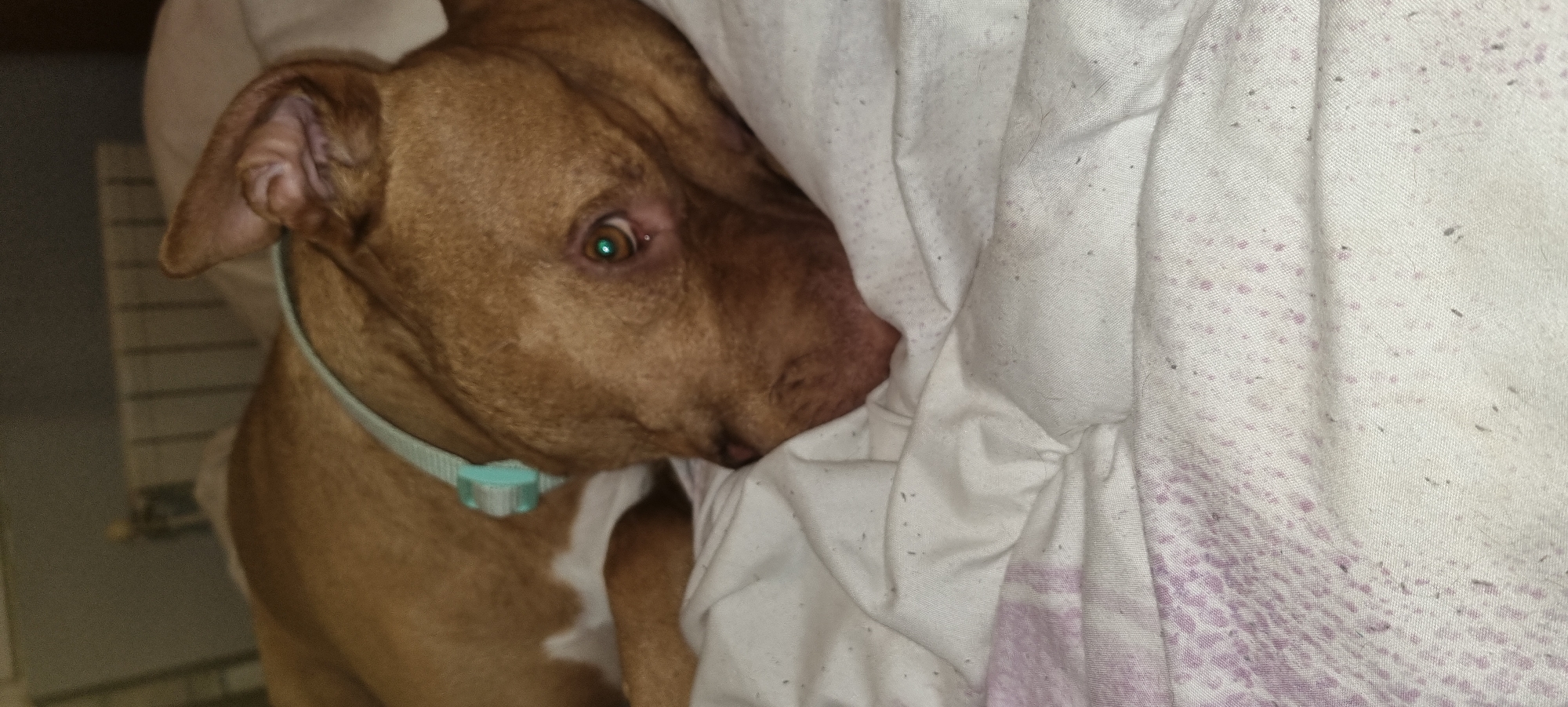 A close-up, horizontal shot captures a brown-furred dog, likely a Pitbull type, lying cozily indoors, partially covered by a white blanket. The dog's head is prominent, seen from its right side, with its brown ear visible at the top left. Its light brown eye is open, looking directly towards the viewer, and displays a distinct green reflection, suggesting an artificial light source.
The dog wears a light blue collar with a matching light blue plastic buckle around its neck. A patch of white fur is visible on its chest, contrasting with its otherwise smooth, brown coat. The dog's expression appears calm and relaxed, conveying a sense of comfort.
The white blanket covering the dog is wrinkled and shows signs of wear, with numerous tiny dark specks, possibly lint or pet hair, scattered across its surface. Faint, diffuse purple or pinkish patterns or stains are also visible on parts of the blanket, particularly towards the right side of the image. The background on the left side is out of focus, suggesting an indoor setting like a wall or furniture. The lighting is somewhat dim, creating a soft, intimate atmosphere, possibly indicating evening or nighttime. No text is visible in the image. Although the context provided is Sofia, Bulgaria, there are no specific visual cues within the image itself to confirm this location.