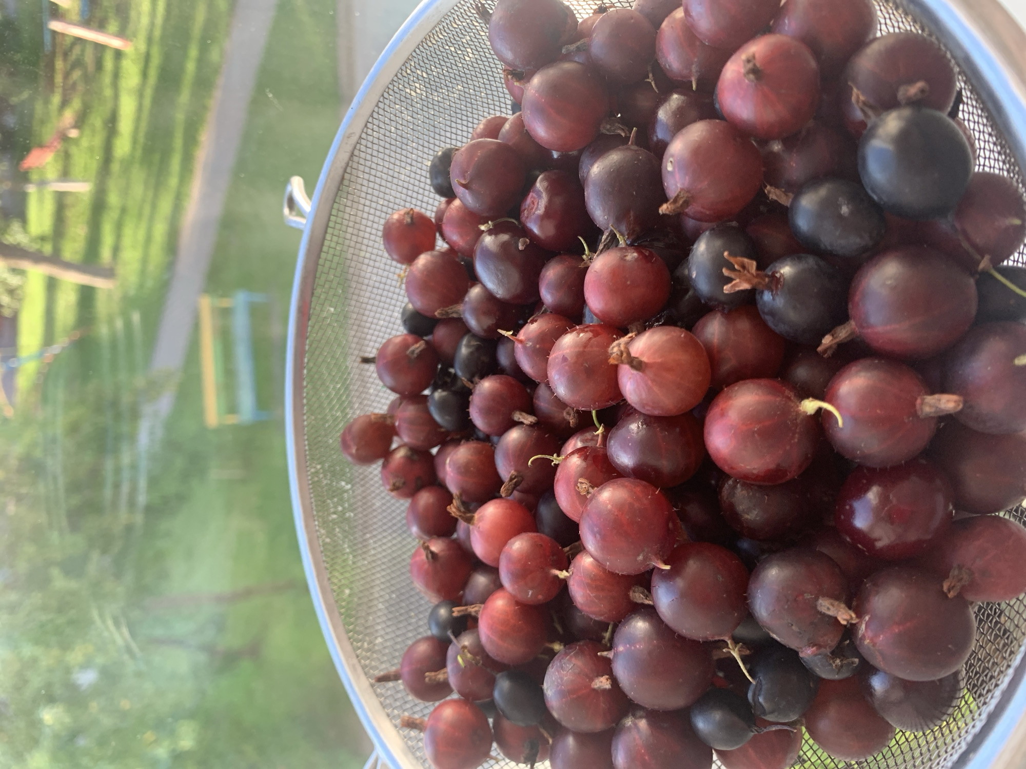 A close-up, eye-level shot focuses on a metal colander overflowing with ripe gooseberries. The berries are a mix of deep red and dark purple, with some showing hints of green. Their stems are still attached, adding a rustic touch. The colander is positioned in front of a slightly blurred background, suggesting an outdoor setting with dappled sunlight. In the background, a green lawn, trees, and a small yellow and blue bench are visible, possibly in a park or backyard in the city of Kapyĺ, Belarus. The overall impression is one of freshly harvested fruit ready for use.