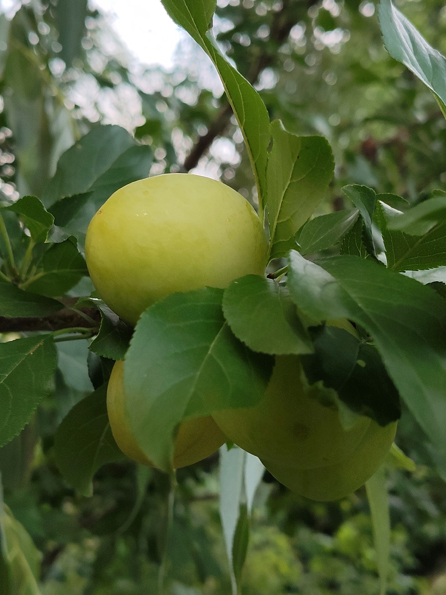 A close-up shot focuses on three unripe, light green plums hanging from a branch among lush green leaves. The plums are round and smooth, with a slightly waxy sheen. The background is a blur of green foliage and dappled light, suggesting an outdoor setting. The image is taken from a low angle, looking up at the fruit. The city of Венюково, Russia, is not visible in this image.
