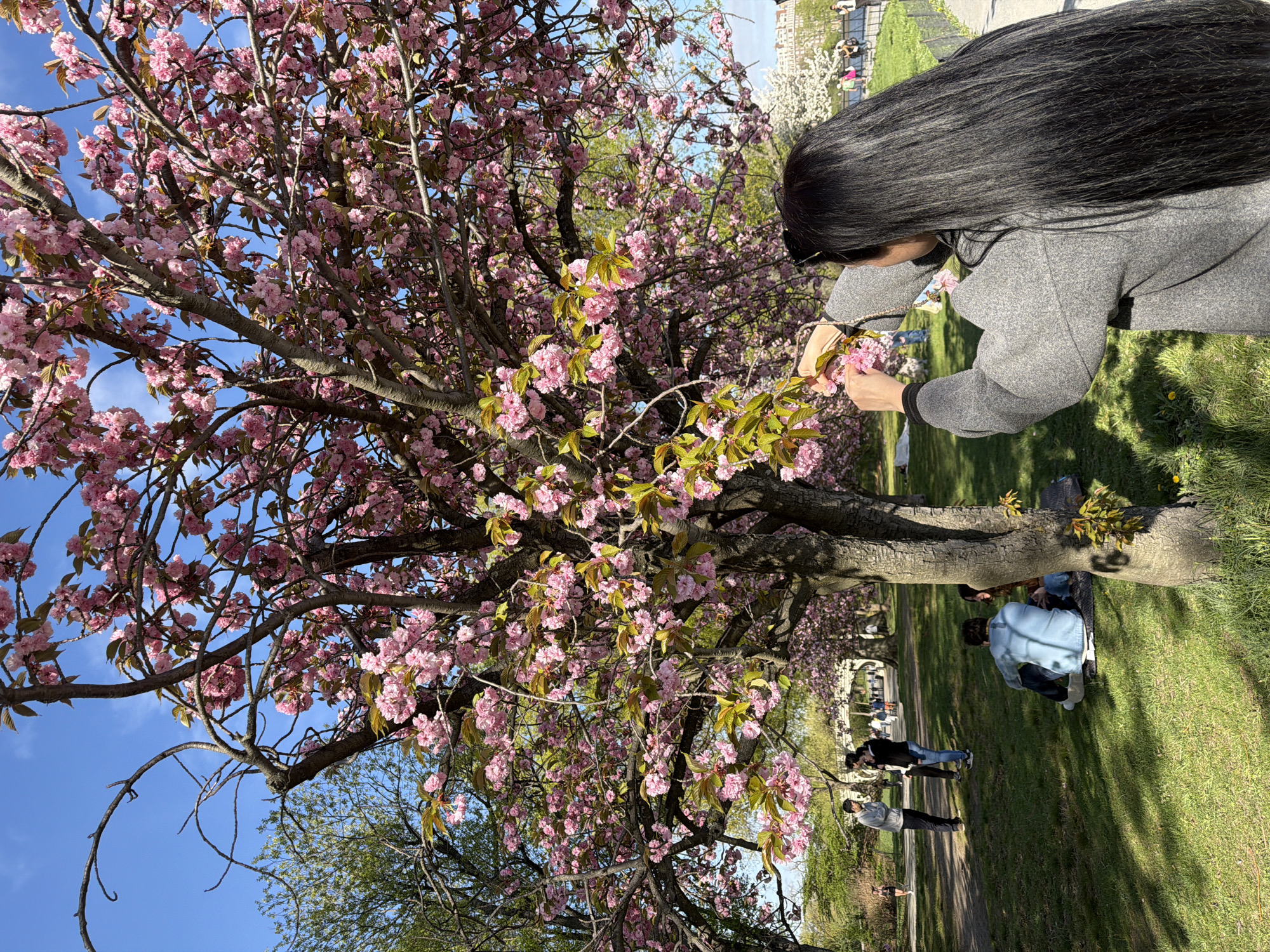 The image shows a person with long dark hair, wearing a grey coat, standing next to a flowering tree with pink blossoms. The person appears to be touching or picking the flowers. The tree is the focal point and is surrounded by green grass and other trees in the background. There are other people visible in the background, some walking along a path and others sitting by the tree trunk. The sky is visible through the branches and is light blue with some clouds. The scene depicts an outdoor setting in a park-like environment. This image was taken in Central Park, in the city of New York in the United States of America.