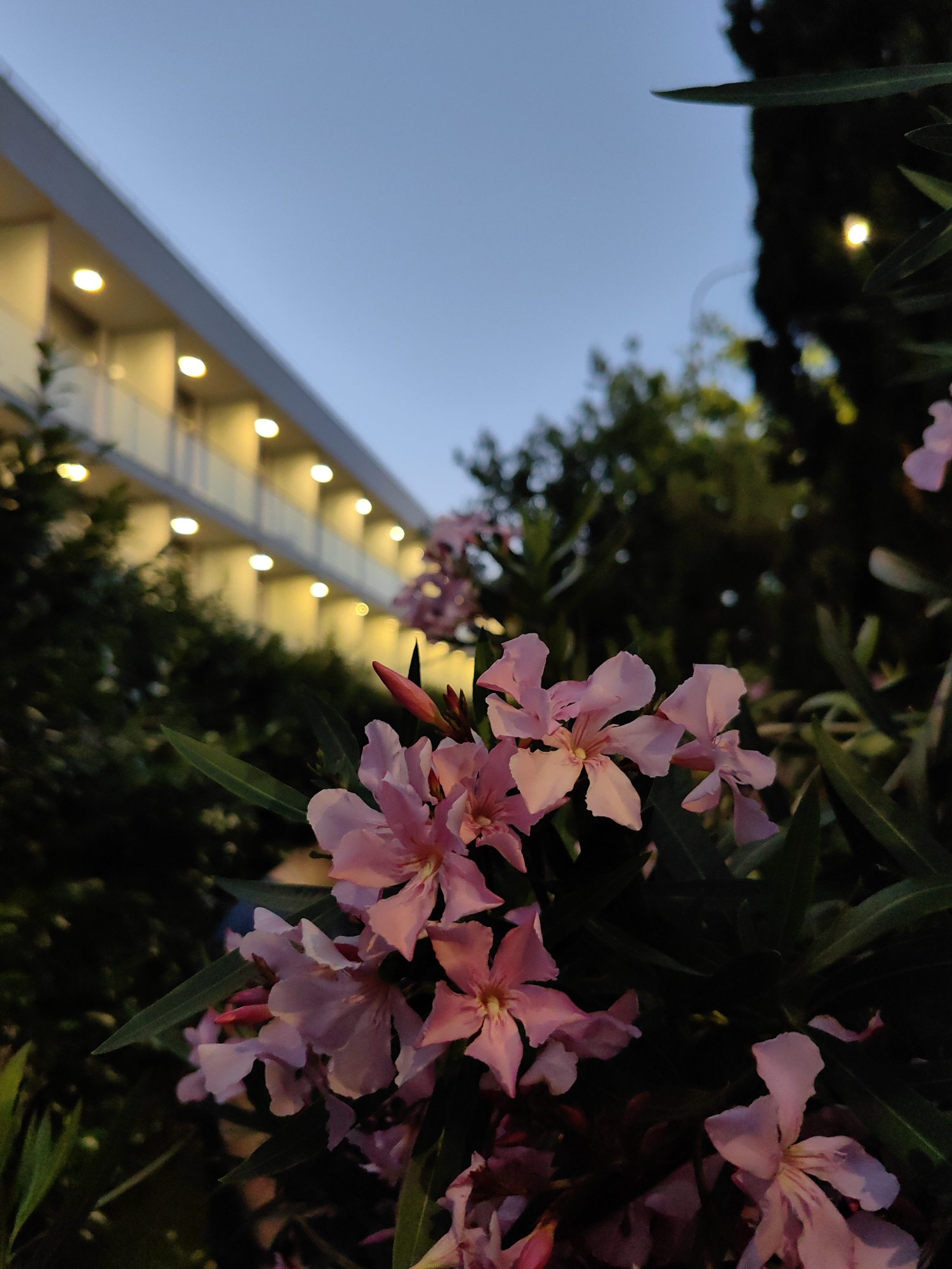 In Sochi, Russia, the image captures a close-up view of delicate pink oleander flowers in the foreground, their petals illuminated by soft, warm light, contrasting with the dimming twilight sky. Behind the flowers, a modern building with multiple levels is visible, featuring a series of evenly spaced circular lights that glow warmly along its facade. The building appears to be a hotel or residential complex. Lush green foliage, including trees and shrubs, surrounds the building and frames the flowers, creating a sense of natural beauty intertwined with urban architecture. The overall atmosphere is serene and tranquil, evoking the quiet beauty of a summer evening.