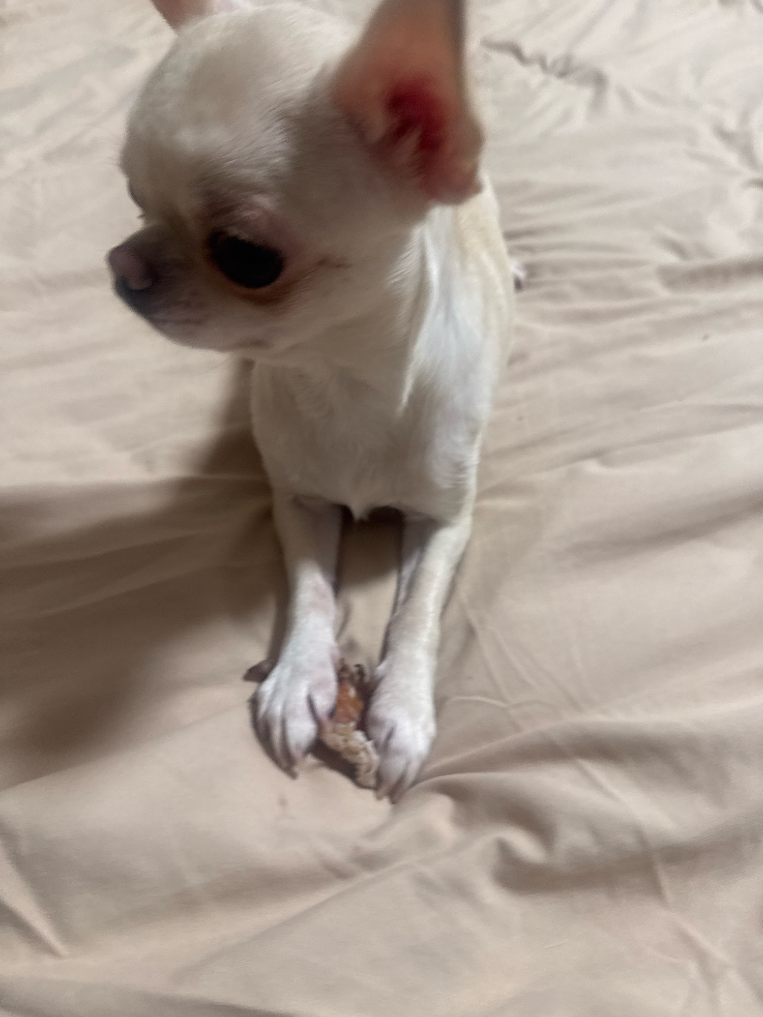 A white chihuahua puppy is lying on a beige textured surface, appearing to be a bedspread. The puppy is positioned in the center of the frame, facing left with its head slightly lowered. Its large, dark eyes are visible, as is its pink nose and prominent ears. The puppy's front paws are extended forward, and it is holding a small, brown object in its paws. The surface is wrinkled and shows soft shadows, suggesting indoor lighting. There is no indication of the location being in Novosibirsk, Russia; the scene is generic and domestic.