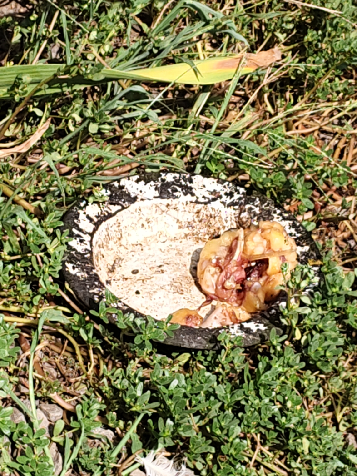 An overhead view shows a partially consumed chicken carcass in a shallow, round, black and white ceramic dish. The dish is placed on the ground amidst green vegetation and dry grass. The chicken appears to have been partially eaten, with exposed bones and tissue visible. The scene is set outdoors in a natural environment, possibly a yard or park in Nizhnedonskoy, Russia, given the context of its location.