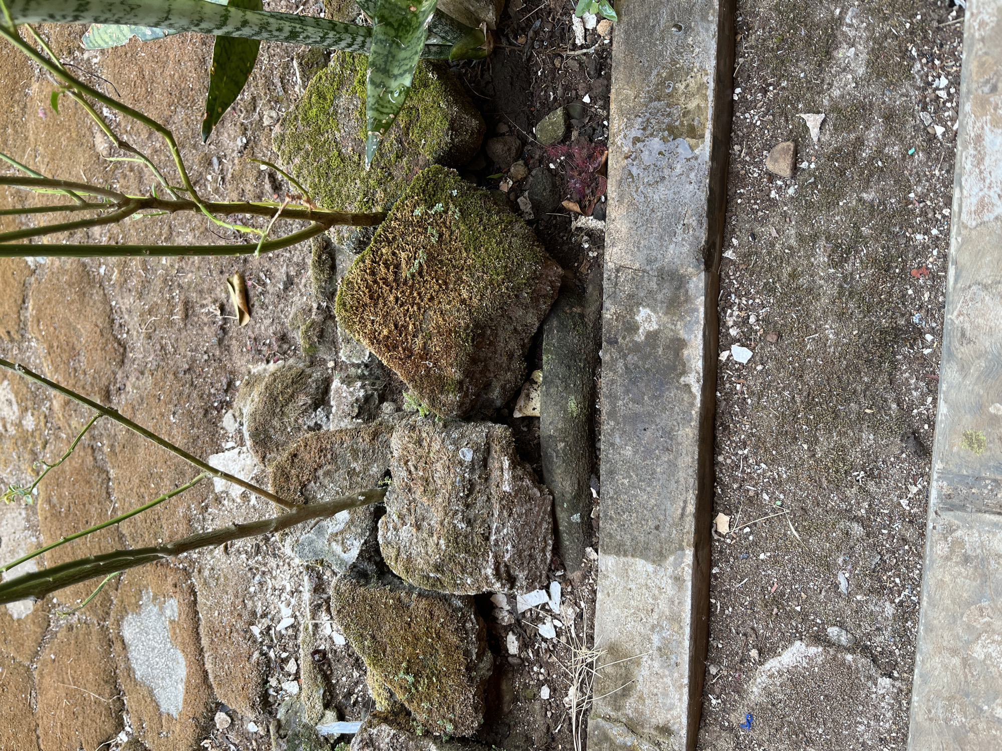 The image depicts a close-up view of a garden bed in Glagah Kulon, Indonesia. The ground is covered with a mixture of soil, small stones, and sparse moss. Several large rocks, also partially covered in moss, are scattered throughout the bed. Thin, dry branches emerge from the soil and rocks, suggesting a lack of vibrant plant life in this immediate area. To the right, a segment of a snake plant (Sansevieria trifasciata) is visible, its striped green leaves providing a contrast to the muted tones of the rocks and soil. A weathered concrete border runs along the bottom of the frame, separating the garden bed from another paved area. The overall impression is one of a somewhat neglected or naturalistic garden setting. There are no people or animals visible in the image.