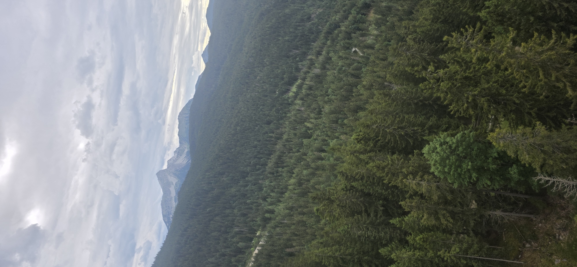 The image depicts a panoramic view of a dense, evergreen forest covering rolling hills, with a prominent, jagged mountain range in the background. The sky is overcast with a dramatic arrangement of grey and white clouds. The foreground is dominated by the lush green canopy of countless pine trees, with some taller, older trees standing out. A winding path or road is faintly visible in the middle ground of the forest. The mountain peaks in the distance are rocky and appear to be snow-capped in some areas, suggesting a high altitude. The overall impression is one of natural, untamed wilderness. The location is identified as Grainau, Germany, a Bavarian town known for its proximity to the Alps. There are no people or animals visible in the image. The scene is serene and still, capturing a moment of natural grandeur.