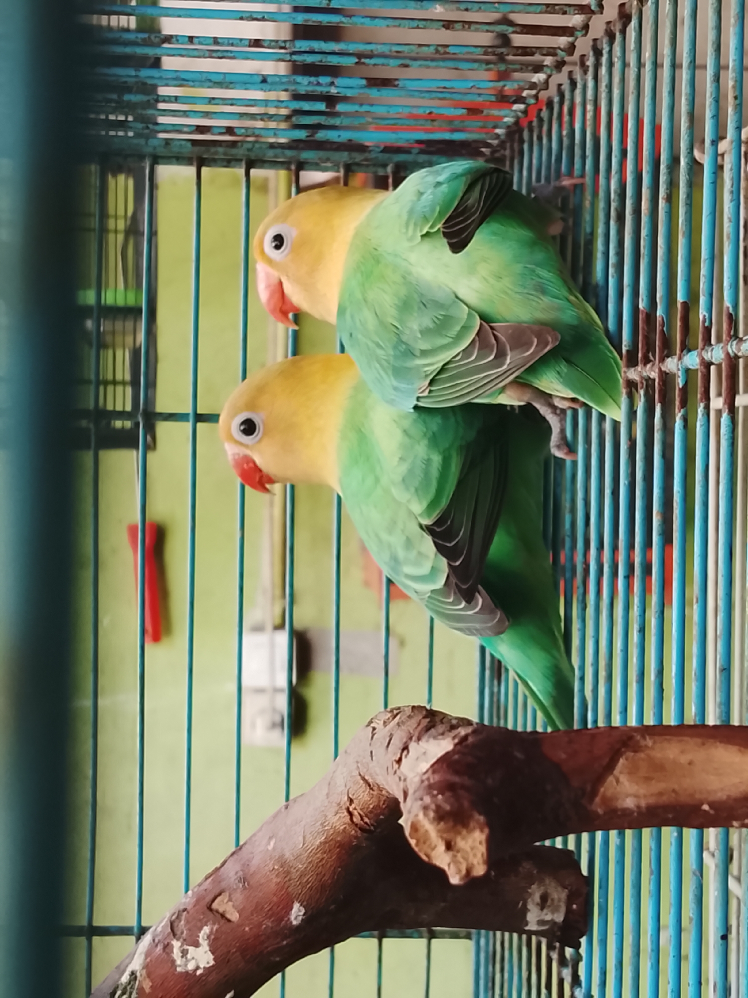 In a birdcage, two lovebirds are perched on a wooden branch. The lovebirds have yellow heads and green bodies. The cage is made of blue and white bars. Behind the cage, a green wall is visible. The scene is indoors. This photograph was taken in Kuta Trieng, Indonesia.