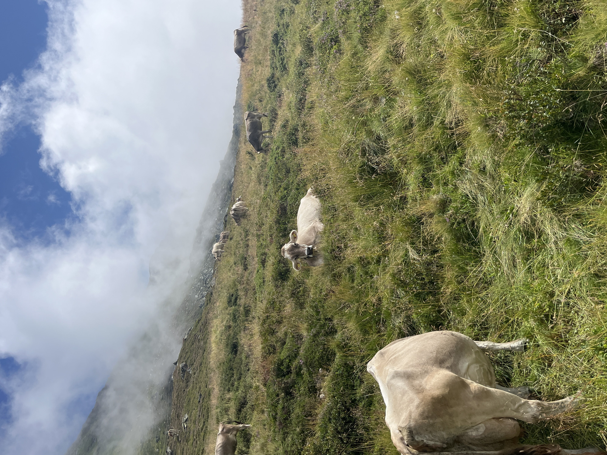 The image depicts a herd of cows grazing on a grassy slope in the Austrian Alps, near Hippach. The scene is characterized by a rolling green hillside covered in lush grass and sparse vegetation. Several cows are scattered across the landscape, some standing and grazing, while others are lying down or resting. In the background, a misty mountain range rises, partially obscured by clouds. The sky above is a mix of blue and white, with fluffy clouds adding a dramatic effect. The overall impression is one of a peaceful, natural environment, with the cows seemingly at ease in their mountain pasture.