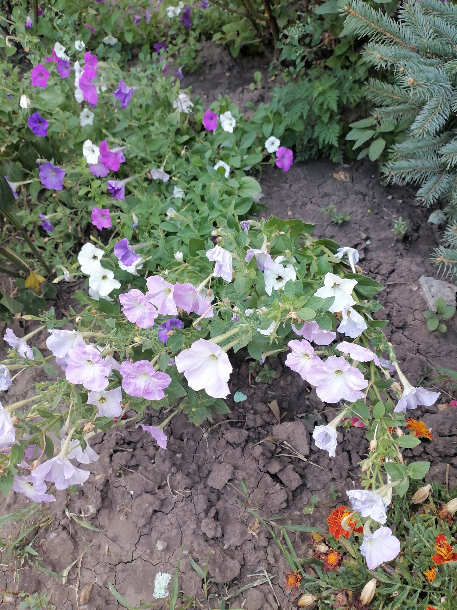 This is an eye-level, medium shot of a garden bed featuring a variety of petunia flowers. The flowers are in shades of white, light pink, and purple. Some of the flowers are fully open, while others are still in bud. The petunias are growing in dark soil that is cracked and dry in some areas. In the background, there are green leaves and branches of a blue spruce tree. To the right and bottom of the frame, there are a few small orange marigold flowers and some dried seed pods. The lighting suggests it is daytime, with soft shadows. The location is described as Unknown, Unknown.