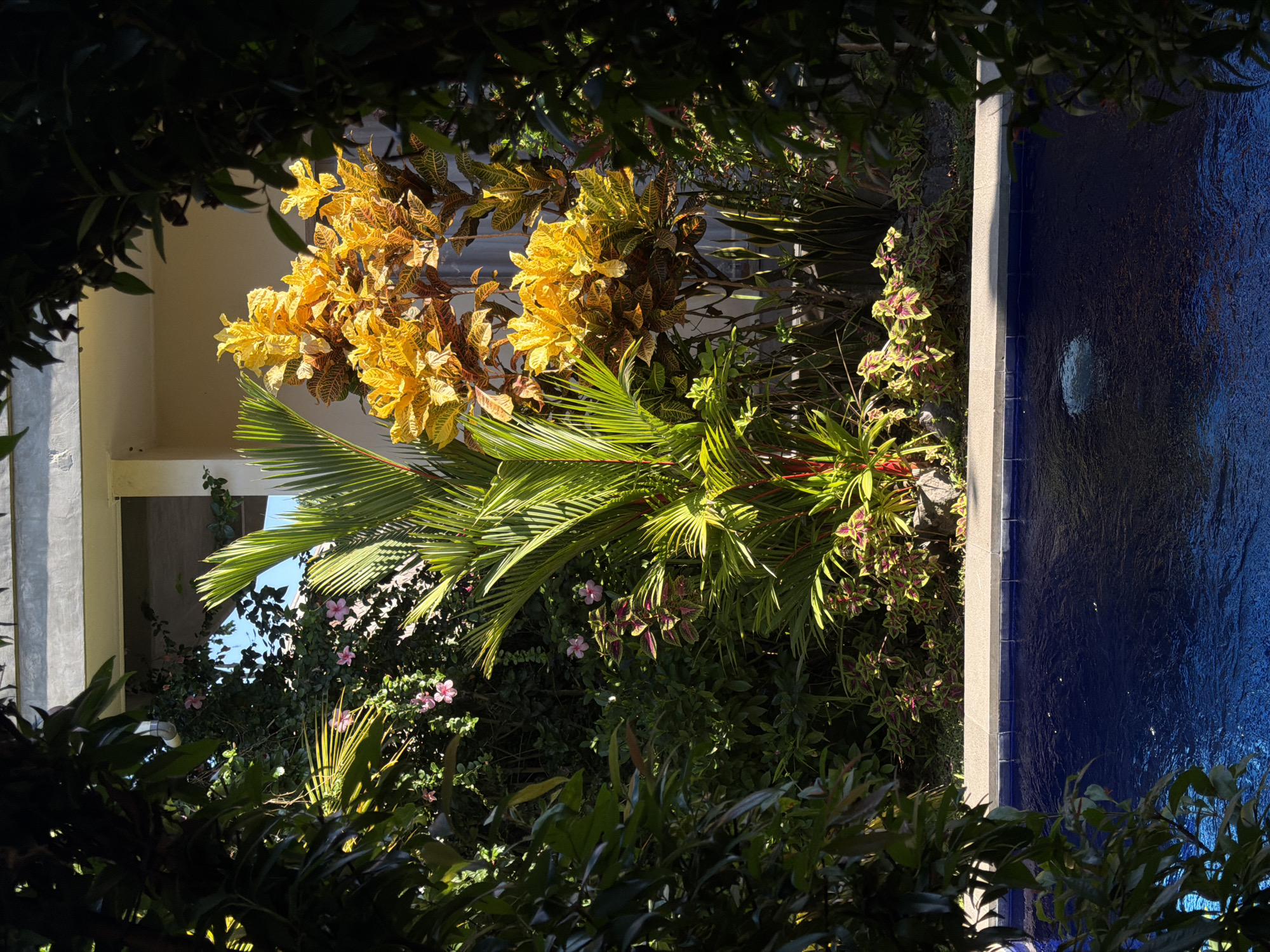 This media file depicts a tranquil outdoor scene, likely a courtyard or garden area, in North Kuta, Indonesia. The image is dominated by lush tropical foliage, with vibrant yellow and green Croton plants taking center stage, their leaves catching the sunlight. A large palm frond arches gracefully across the frame, adding to the tropical ambiance. In the background, hints of a building structure with light-colored walls and an open archway suggest an architectural element within the garden.
To the right of the vegetation is a body of water, appearing to be a pool or fountain, with a deep blue color. The surface of the water is rippled, reflecting the sunlight and creating a dynamic texture. The edge of the water feature is lined with a gray stone border and blue tiles. Small pink flowers are scattered amongst the greenery, adding touches of delicate color.
The lighting suggests it is daytime, with strong sunlight casting shadows and highlighting the textures of the leaves and water. The overall mood is one of serenity and natural beauty. There are no people or visible text in the image.