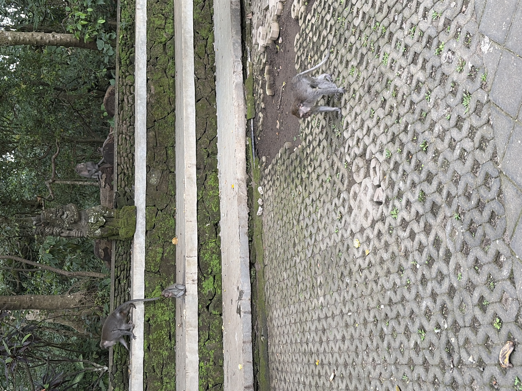The image depicts an outdoor scene at the Sacred Monkey Forest Sanctuary in Ubud, Indonesia. In the foreground, a grey monkey with a long tail is walking on a paved ground made of interlocking grey blocks with small plants growing in the gaps. Behind the paved area, there are multiple levels of stone steps covered in green moss. On the steps, several other monkeys are visible. One monkey is perched on a stone wall, and another, smaller monkey is sitting on the steps. In the background, lush green trees and foliage form a dense forest. A weathered stone statue, partially covered in moss, stands on one of the upper levels of the steps. The environment appears to be humid and tropical.
