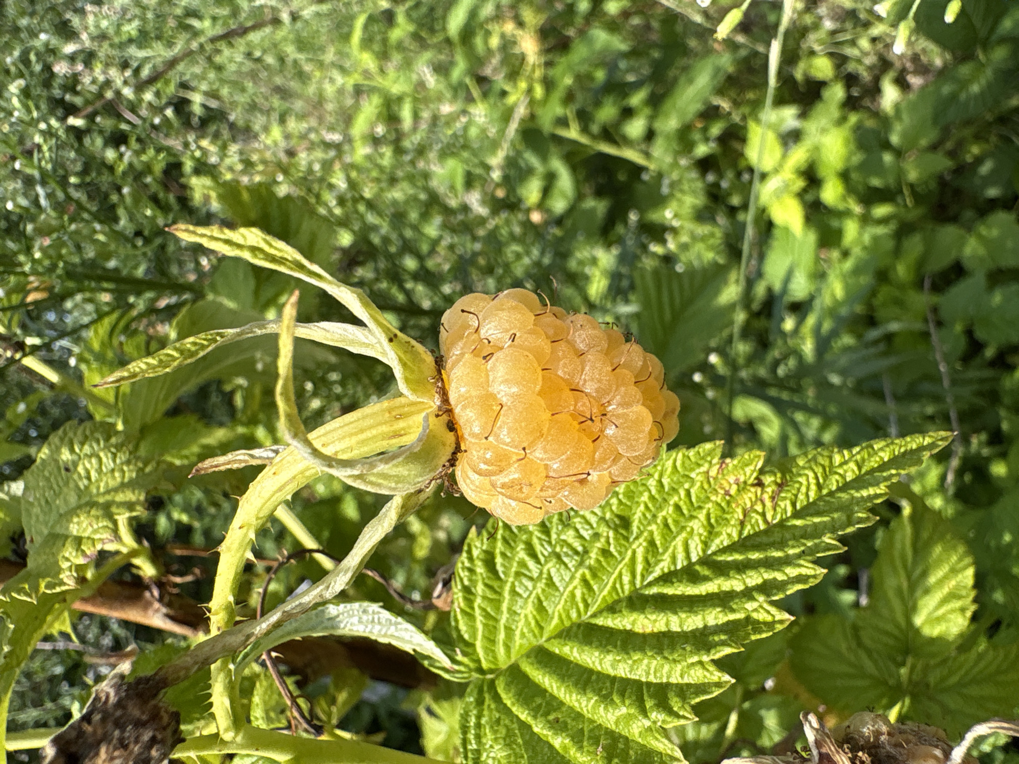 A single, ripe, golden raspberry hangs from a thorny stem, surrounded by lush green foliage. The raspberry is composed of numerous drupelets, each one plump and glistening in the sunlight. A large, textured green leaf with serrated edges is positioned to the left of the fruit, partially obscuring the thorny stem. The background is a blur of various green plants and dappled sunlight, suggesting an outdoor, natural setting. The image appears to have been taken in an agricultural or garden environment. The location is the city of Vetluzhsky, Russia.