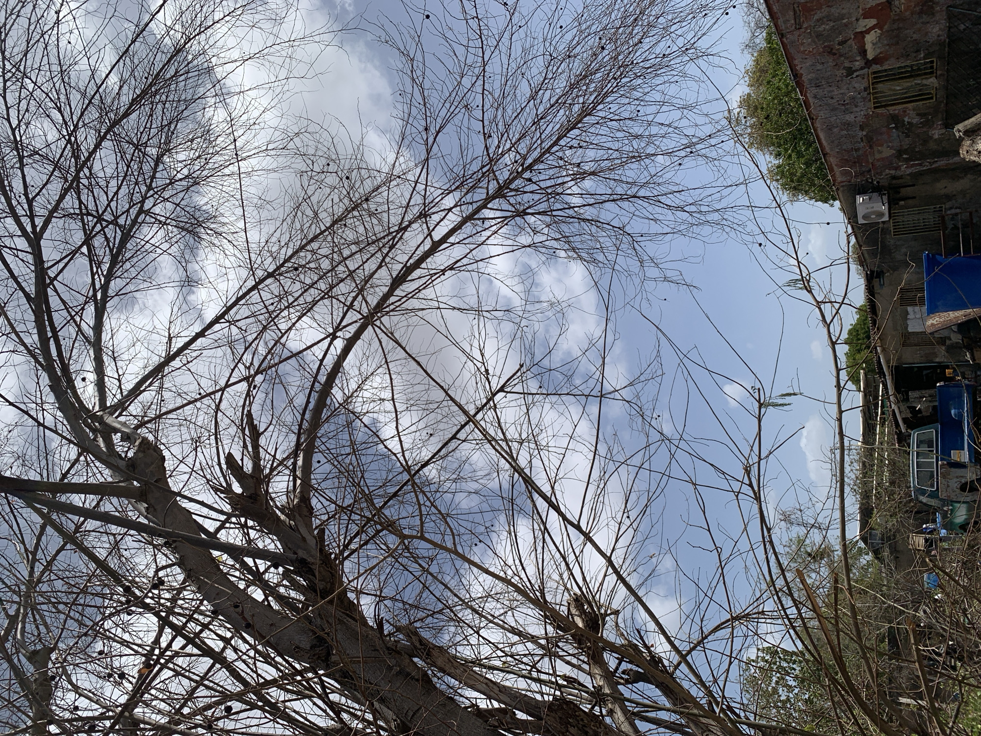 The image presents a low-angle view of bare trees against a cloudy sky. The branches are intricate, with dark spherical objects scattered across them. In the background, a building is partially visible, with an air conditioning unit attached to the exterior. Adjacent to the building, a blue vehicle is parked among vegetation and other obscured objects. The location is speculated to be Santa Ana, Venezuela.
