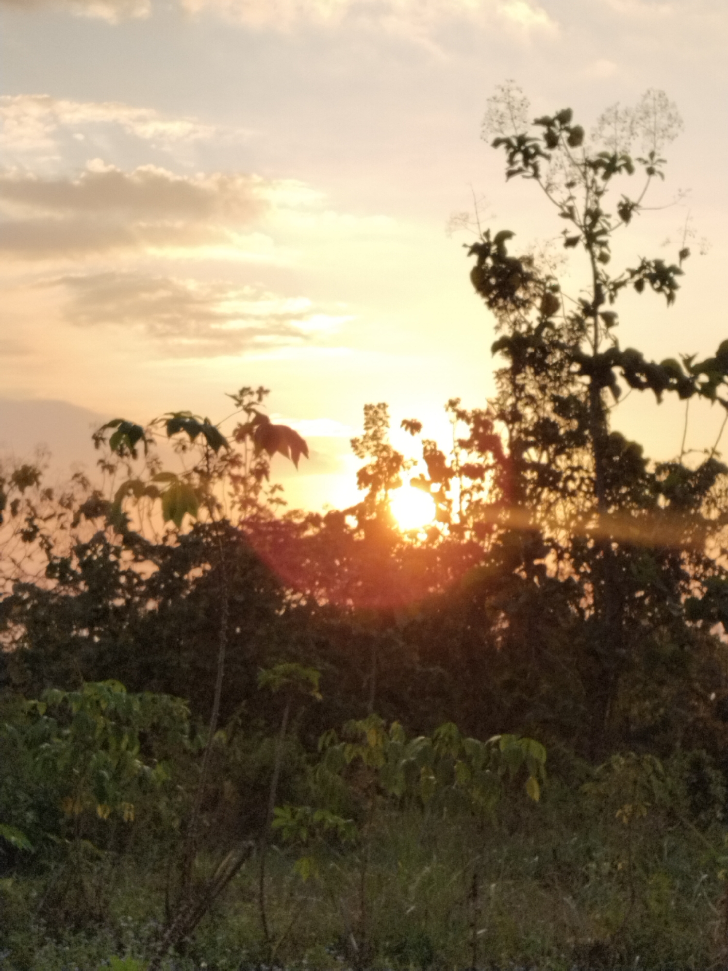 The image is an outdoor shot taken during sunset, likely in a rural or natural setting. The sun is low on the horizon, casting a warm, orange glow through the trees and clouds. Silhouetted against the bright sky are the tops of several trees, with some bearing small white flowers. In the foreground, lush green foliage and grass are visible, with some lighter green plants and darker shadows. The overall atmosphere is serene and picturesque, characteristic of a peaceful evening in nature.
