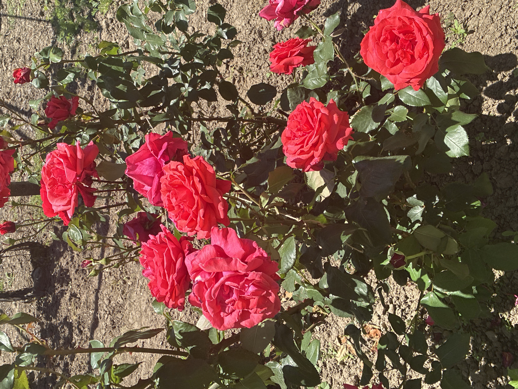 The image shows a cluster of red roses in a garden setting. The roses are in various stages of bloom, from buds to fully open flowers. The plants have green leaves and thorny stems. The ground is dirt, with some leaf litter. The location is Unknown, Unknown.