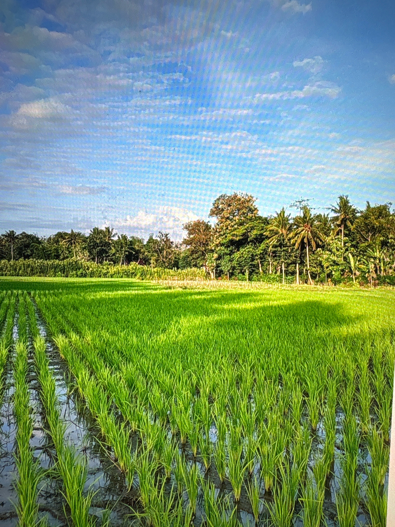A vibrant green rice paddy stretches across the foreground, with rows of young rice stalks growing in flooded fields. In the background, a dense line of lush green trees, including palm trees, forms a natural barrier against a bright blue sky dotted with fluffy white clouds. The image appears to be taken in Sunggal, Indonesia, a region known for its agricultural landscapes, particularly rice cultivation. The scene is serene and picturesque, capturing the beauty of rural Indonesian scenery.