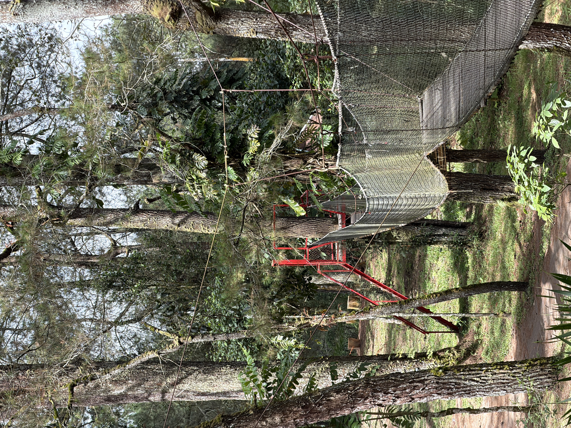 The image captures an adventure park attraction in Kintamani, Indonesia, featuring a suspended walkway or rope bridge woven between tall trees. The bridge is constructed with a wooden plank walkway enclosed by netting on the sides, supported by ropes and anchored to the trees. To the left of the bridge, a bright red metal staircase ascends, leading towards the bridge's entrance. The surrounding environment is a dense forest with various types of trees, some with mossy bark, and undergrowth of green foliage. The ground is covered with a mix of dirt paths and green grass, with some tree stumps visible in the background. The lighting suggests it is daytime, with sunlight filtering through the tree canopy, creating dappled light and shadows. There are no people visible in the image.