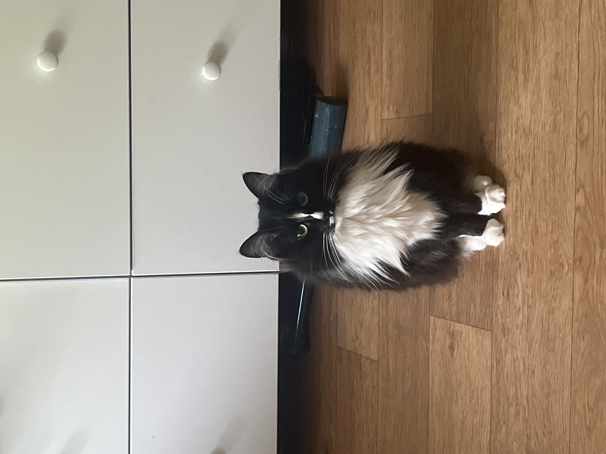 A medium shot shows a fluffy black and white cat sitting upright on a wooden floor, facing the camera. The cat has green eyes and a white bib and chest. Behind the cat is a white dresser with drawers and round white knobs. A dark blue cylindrical object rests on the floor behind the cat, partially obscured by its body. The lighting is even and natural, suggesting an indoor setting. The location is Unknown, Unknown.