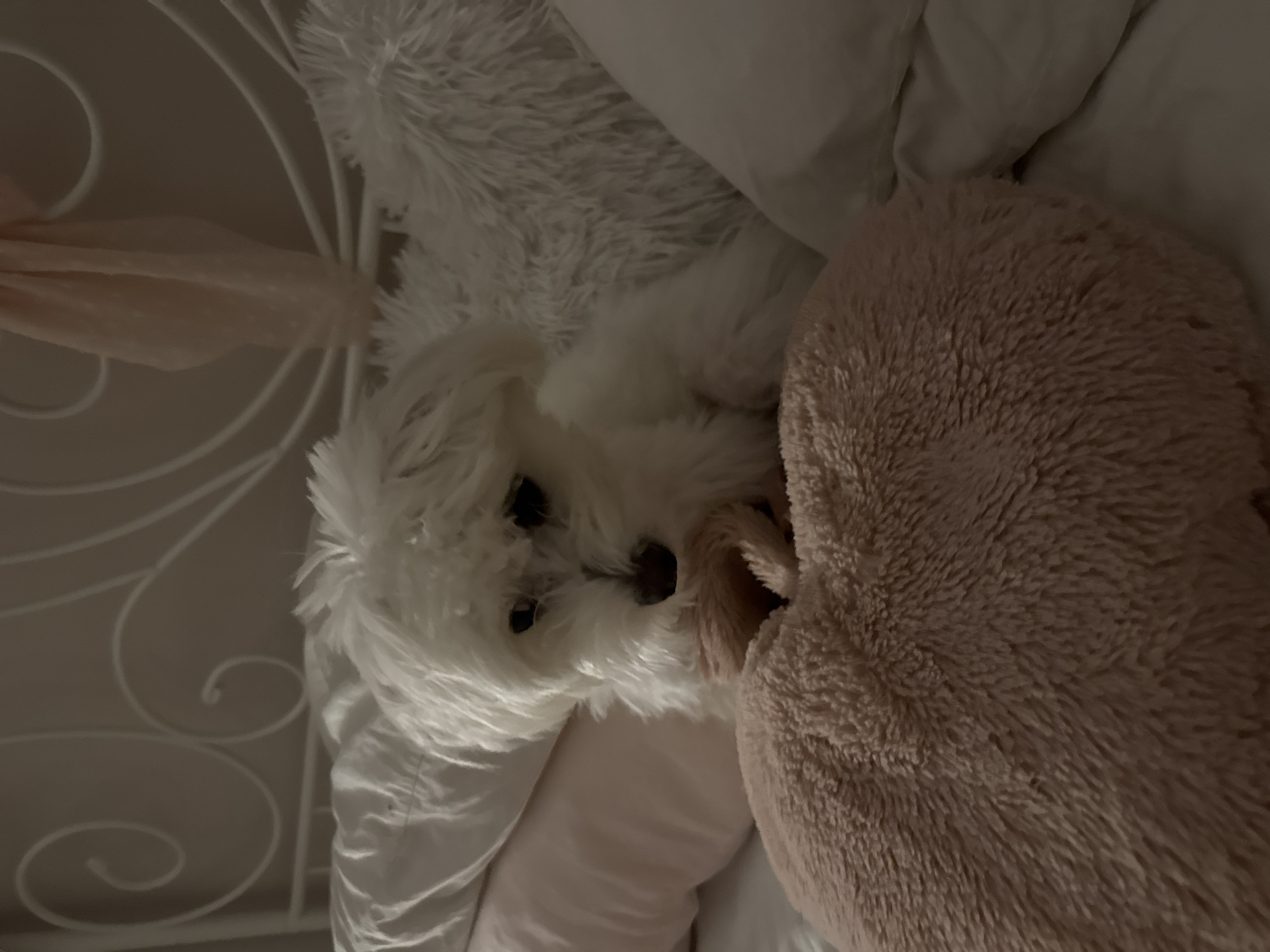 The image captures a small, white, fluffy dog, likely a Maltese or similar breed, nestled comfortably in a bed. The dog's head is visible, peeking out from behind a soft, light pink or peach-colored fluffy blanket or pillow, and it looks directly towards the viewer with dark, round eyes. Its fur is bright white and appears very soft, blending with the surrounding white bedding and a white fluffy pillow.
The scene is set indoors, presumably in a bedroom. To the left, a white metal bed frame with decorative scrollwork is visible, suggesting a classic or ornate bed design. The dog is surrounded by various soft textures, including the white bedding and the aforementioned fluffy items. The lighting is dim and soft, indicating either evening, night, or an overcast indoor environment, which contributes to a cozy and peaceful atmosphere. The dog appears to be resting or snuggling amongst the bedding. There is no discernible text within the image. This scene is reportedly located in Targovishte, Bulgaria.