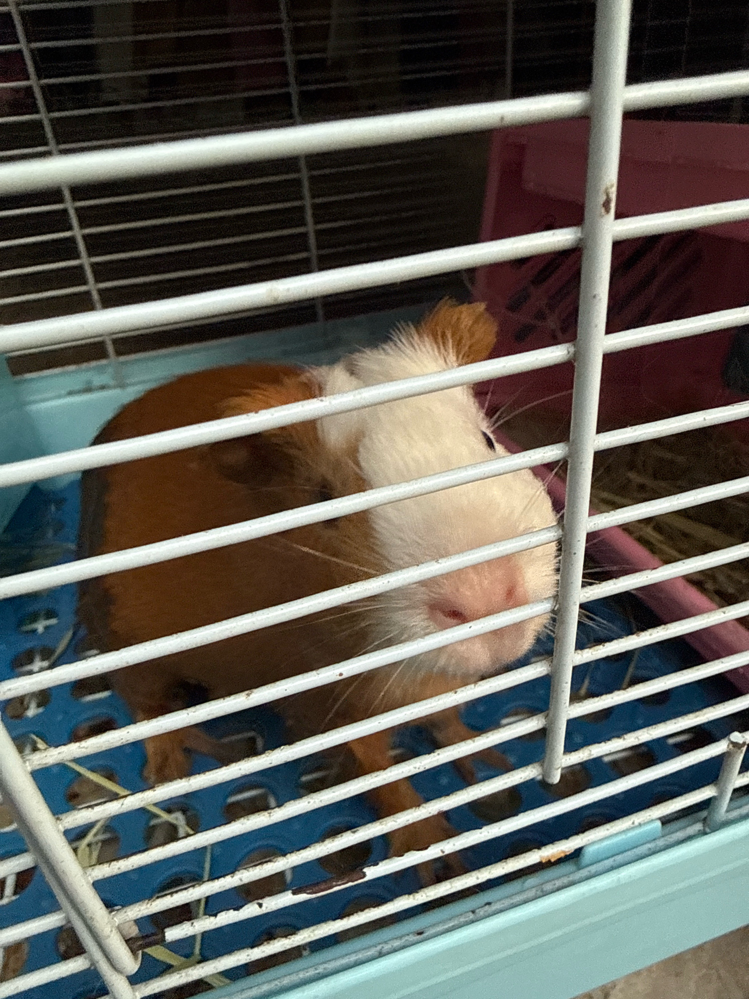 A guinea pig with brown and white fur is visible through the bars of a cage. The cage has a blue plastic base and white metal bars. In the background, a pink plastic structure and hay are visible. The image appears to be taken indoors, likely in a residential setting. There is no indication of the location being in Nha Trang, Vietnam.