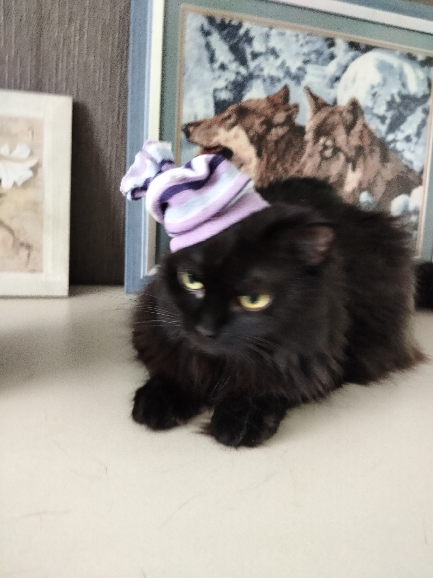 A black cat with fluffy fur and yellow eyes is sitting on a light-colored surface. The cat is wearing a purple and white striped beanie on its head. The cat is looking towards the left side of the frame. In the background, there are two framed pictures. The picture on the right depicts two wolves against a backdrop of snow and a full moon. The picture on the left is partially visible and appears to be a botanical print. The overall setting seems to be indoors, possibly a home, with a neutral-toned wall behind the pictures. The lighting suggests it is daytime. The cat's expression is somewhat neutral, perhaps a little wary. There is no visible text in the image. The location context is Ternopil, Ukraine.