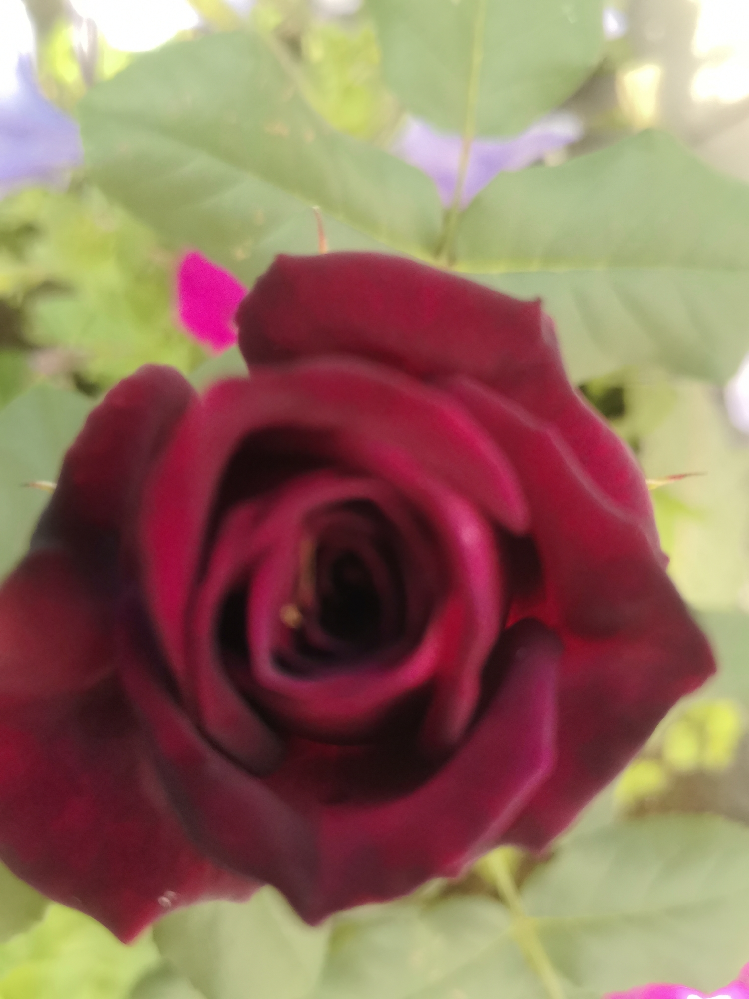 A close-up, out-of-focus shot features a deep red rose in bloom. The rose's petals are tightly furled in the center, gradually opening outwards. The background is blurred, with hints of green leaves and a vibrant pink petal. The lighting suggests an outdoor setting, possibly a garden. The image contains no discernible elements that could indicate a specific location in Kashino, Russia.