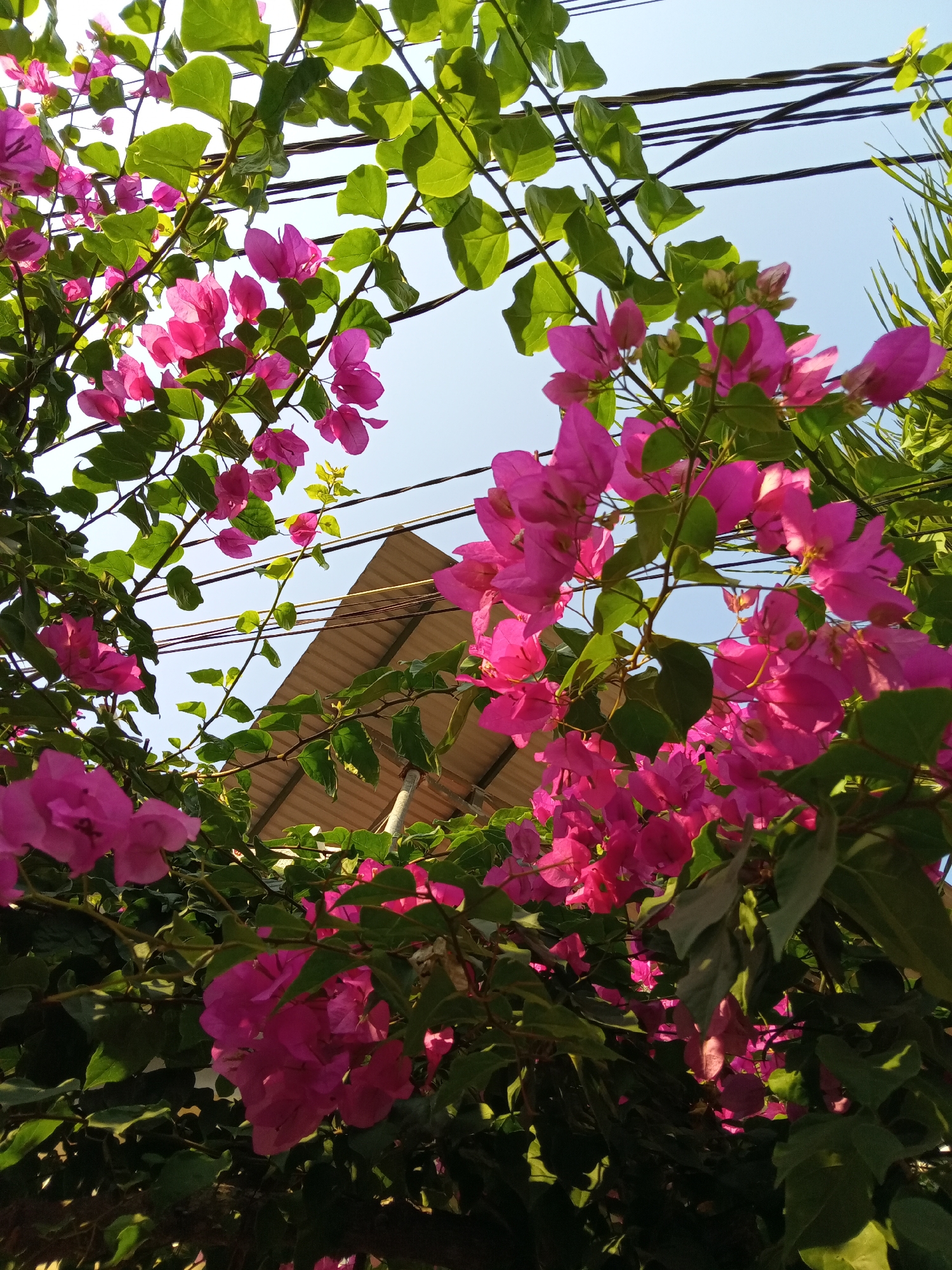 The image shows a cluster of pink bougainvillea flowers and green leaves. Above the flowers, there are electrical wires running across the frame. In the background, a roof is visible. The sky is light blue. Given the location of Bắc Nha Trang, Vietnam, it is likely that the scene depicts a garden or yard in a residential area. The photo is taken from a low angle, looking up at the flowers, wires, and roof.