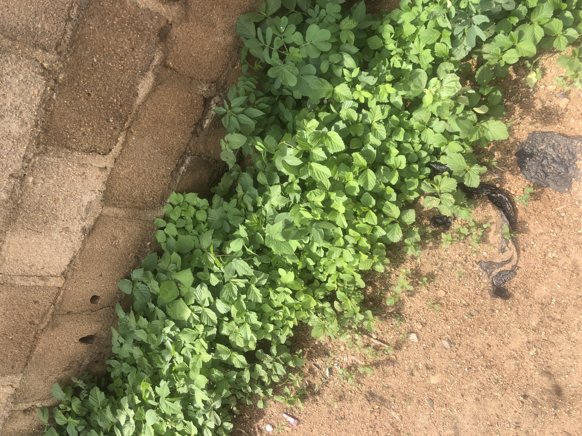 The image shows a patch of dense green vegetation growing against a rough, sand-colored brick wall. The ground is a mixture of sandy soil and small pebbles, with a few pieces of black plastic debris visible. The vegetation consists of numerous small plants with broad, serrated leaves, creating a thick carpet of green. The brick wall, which forms the backdrop, appears to be constructed from irregular blocks of a reddish-brown material with a coarse texture. The overall scene suggests an outdoor urban environment, likely in Jalingo, Nigeria, characterized by arid or semi-arid conditions where such vegetation might thrive in proximity to structures. There are no people or animals visible in the image.