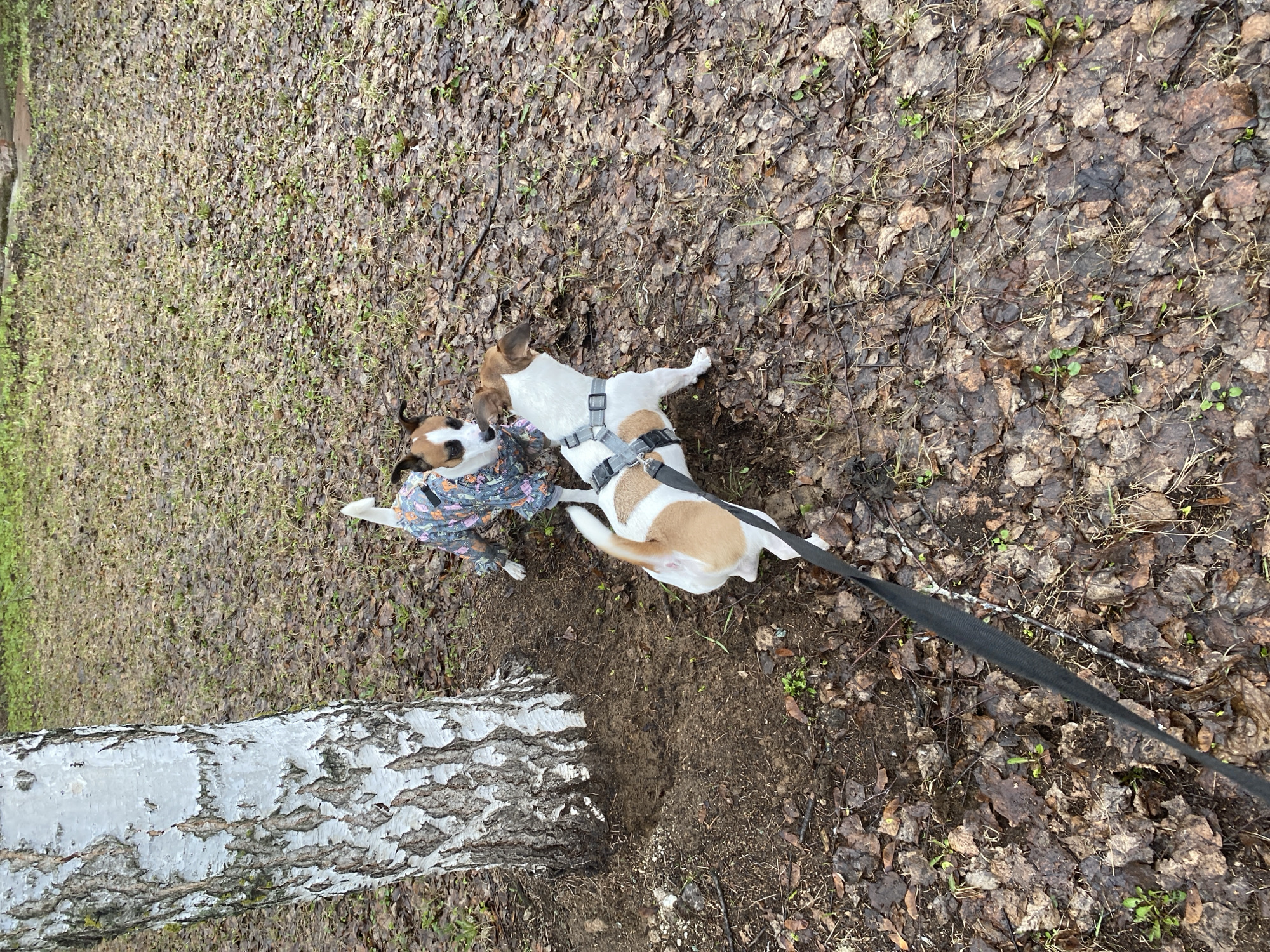 Two Jack Russell Terriers are interacting outdoors on ground covered with brown leaves and sparse green vegetation. One dog is wearing a patterned coat, while the other has a harness and is attached to a black leash. A birch tree trunk lies on the left side of the frame. The photograph was taken in Noviy, Russia.