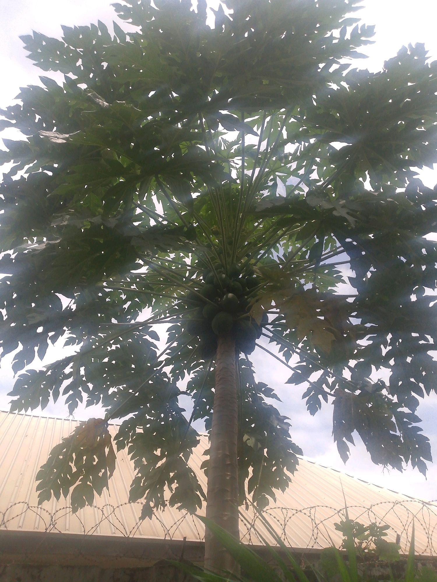 The image depicts a papaya tree laden with green fruit, viewed from below looking upwards. The tree is large, with broad, palmate leaves that create a dense canopy, partially obscuring the sky. Several clusters of unripe papayas are visible amongst the leaves. The trunk of the tree is rough and textured.
In the background, a corrugated metal roof of a building is visible, with a section of barbed wire fence positioned in front of it. The fence appears to be a security measure, with coiled barbed wire creating a deterrent. Beyond the fence, the ground is visible, with some vegetation present. The overall setting suggests an outdoor environment, possibly a residential area or a compound within the city of Masaka, Nigeria. The lighting indicates it is daytime, with the sky appearing overcast or hazy. There are no people or animals visible in the image.