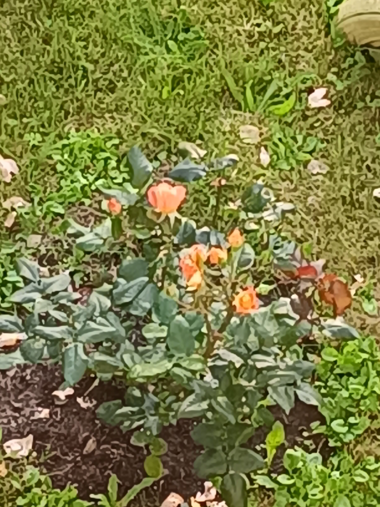 The image depicts a close-up view of a rose bush with several orange-pink blossoms and green leaves, situated in an outdoor setting. The bush is planted in dark soil, with patches of green grass surrounding it. There are a few fallen leaves on the ground. The background is largely out of focus, showing more grass and what appears to be a blurred object on the right side. The scene is likely a garden or park in Tebras, Latvia. No people or specific actions are visible in the image.
