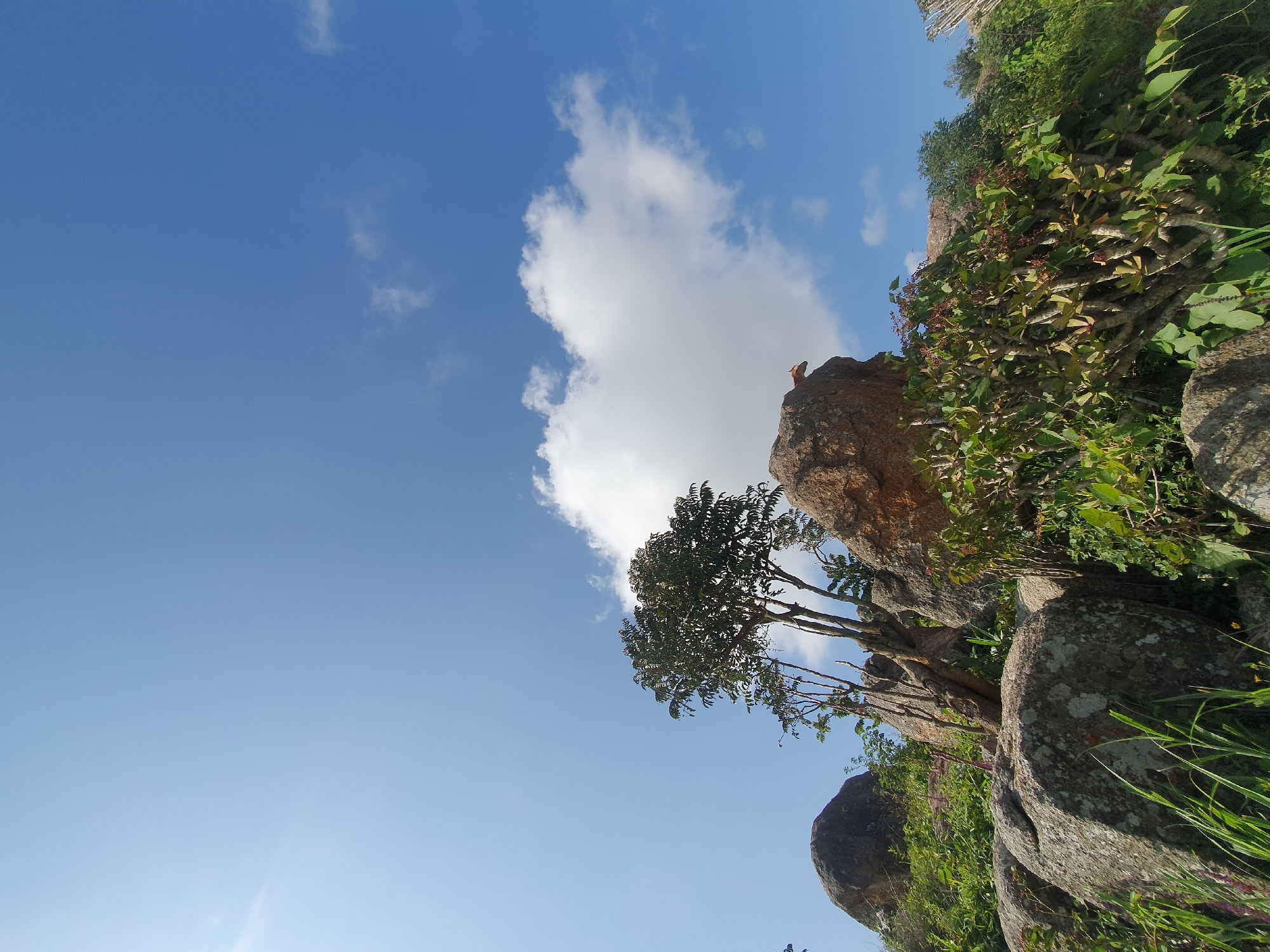 This is a photograph of a rocky outcrop with vegetation under a bright blue sky in Gura Top, Nigeria. The foreground is dominated by large, weathered grey and brown boulders, some covered with lichen. Lush green grass and various plants with green leaves and some red berries grow between and around the rocks. A medium-sized tree with dense green foliage stands on top of a large brown boulder, its branches reaching towards the sky. In the background, more rocks and greenery are visible, leading up to a clear blue sky with a few scattered white clouds. The lighting suggests it is daytime, likely late morning or early afternoon, with the sun casting shadows. There are no people or animals visible in the frame.