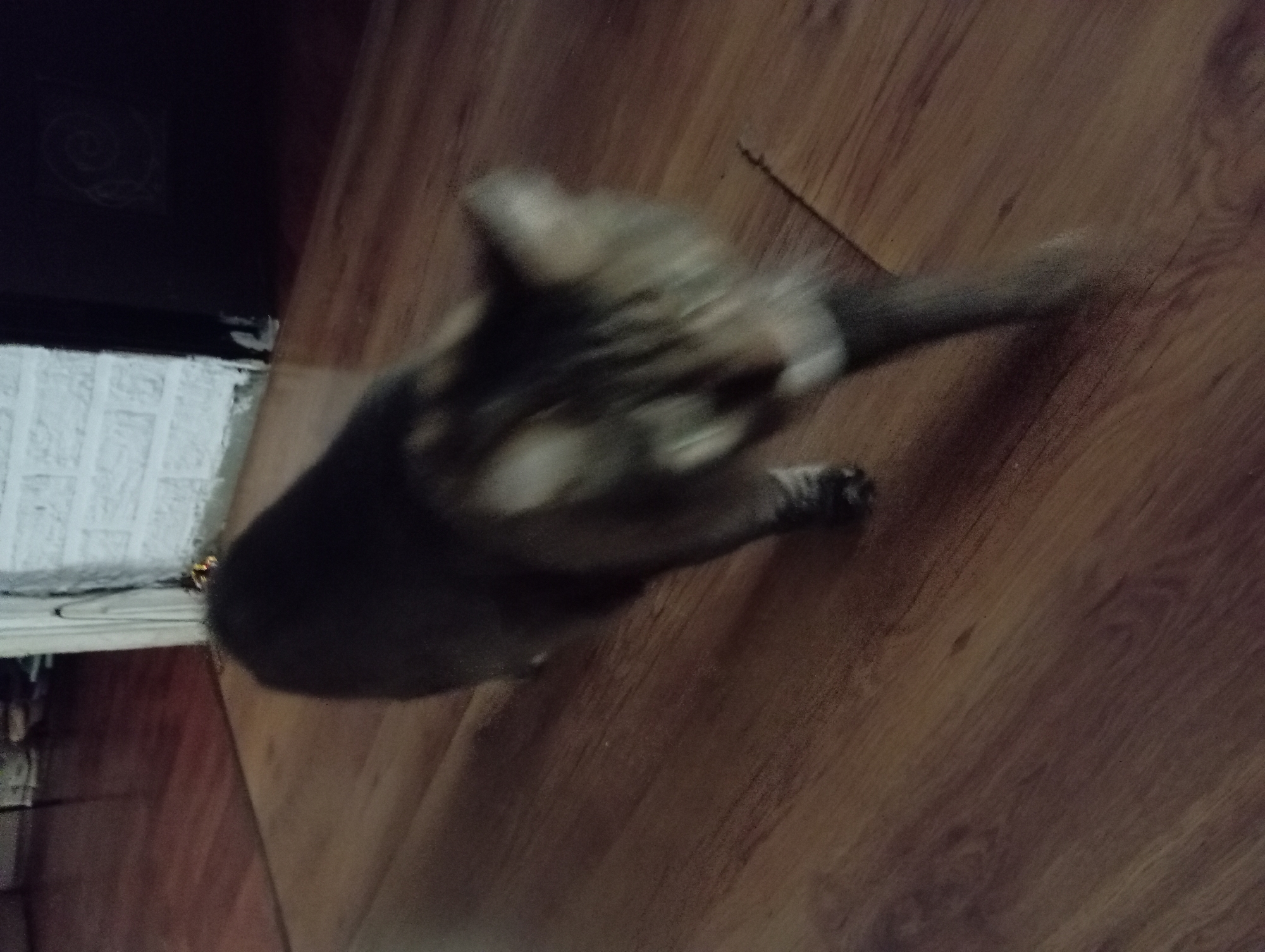 A blurred, low-light indoor photograph shows a tabby cat walking on a wooden floor. The cat is facing away from the camera, with its head turned slightly to the right. Its fur is a mixture of brown, grey, and black stripes. The floor is made of dark brown wooden planks. In the background, a white brick wall is visible, along with a dark object that may be furniture. The overall impression is of a dimly lit room. The image does not provide any specific information about its location within the city of Aktau, Kazakhstan.