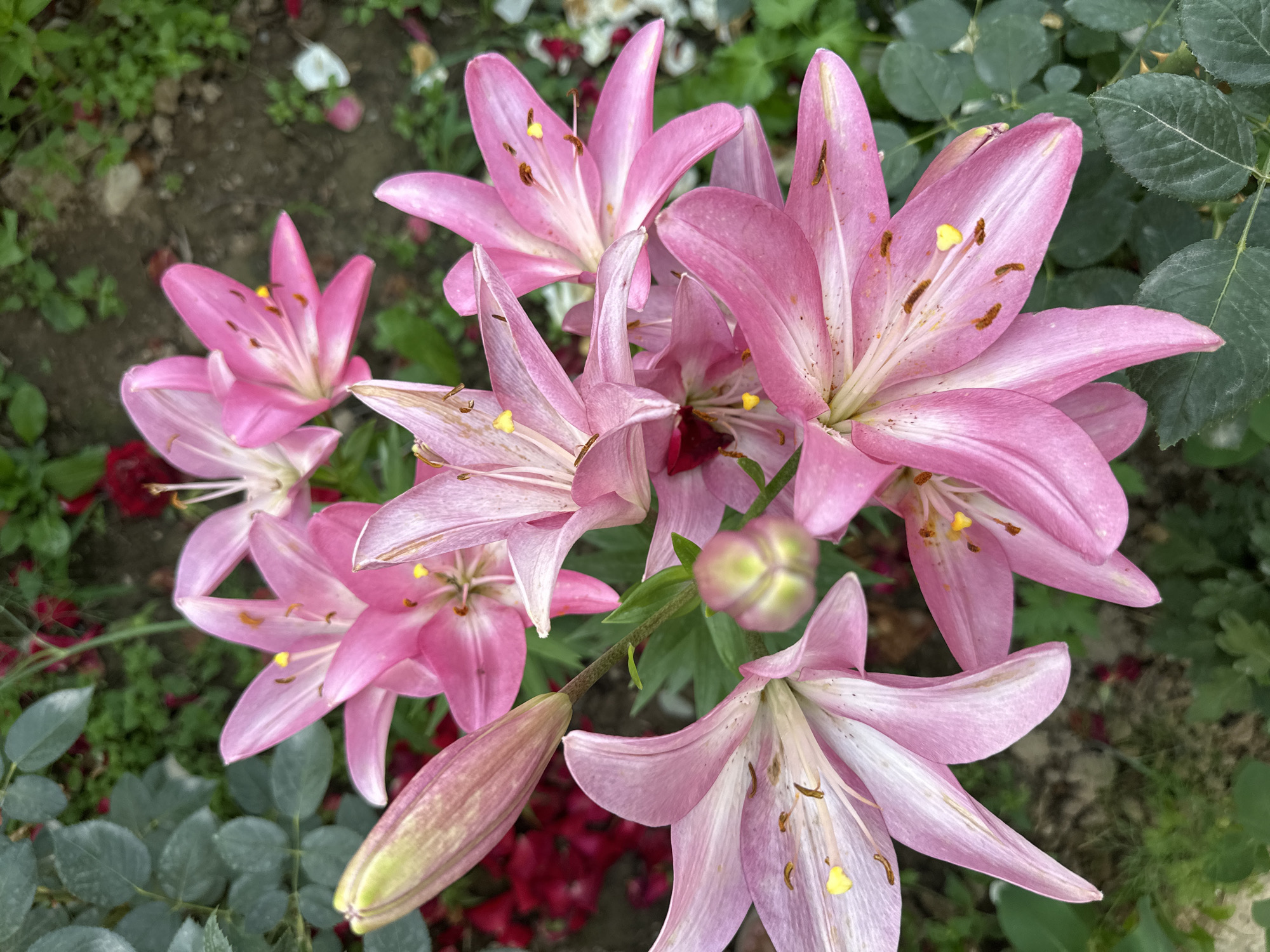 A cluster of bright pink lilies is the central focus of the image, set against a backdrop of greenery and soil. The lilies are in various stages of bloom, with some fully open and others still budding. The petals of the open flowers are a vibrant pink, with delicate white streaks and prominent yellow stamens tipped with brown pollen. One lily bud, partially visible on the left, is a pale green and pink. The surrounding foliage consists of dark green leaves, some appearing to be from rose bushes due to their serrated edges and thorns. Red and darker pink flowers are also visible in the background, adding depth and color to the scene. The ground appears to be a mix of soil and small pebbles. The lighting suggests it is daytime, possibly overcast, as there are no harsh shadows. There are no people or animals present in the image. The scene depicts a garden setting, likely a residential or public green space.