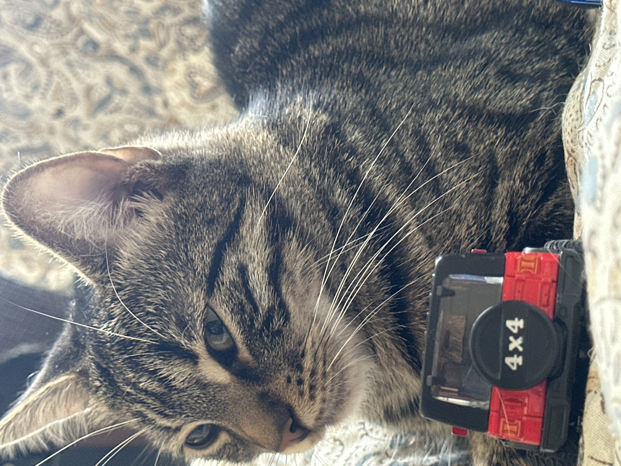 A close-up, eye-level shot shows a tabby cat's face in profile, looking to the left. The cat has green eyes and prominent white whiskers. In the foreground, a small red toy Jeep with "4x4" printed on its spare tire is visible. The cat and toy are resting on a patterned surface, possibly a blanket or sofa. The background is blurred, showing a continuation of the patterned surface. The scene appears to be indoors, in a domestic setting in Sofia, Bulgaria.