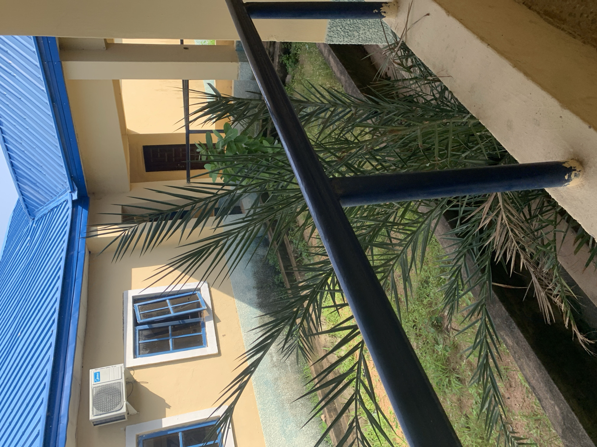 The image depicts an exterior view of a building with a blue corrugated metal roof. The walls are painted a light yellow, and there are windows with blue frames. An air conditioning unit is visible on the wall above one of the windows. A dark brown door is set into an opening on the right side of the building. In the foreground, a dark blue metal railing runs horizontally across the frame, with a concrete ledge below it. A palm plant with green fronds is situated behind the railing, and in the background, there is overgrown grass and vegetation. The overall scene suggests a building in a tropical or subtropical climate, potentially a residential or institutional building in Jalingo, Nigeria.