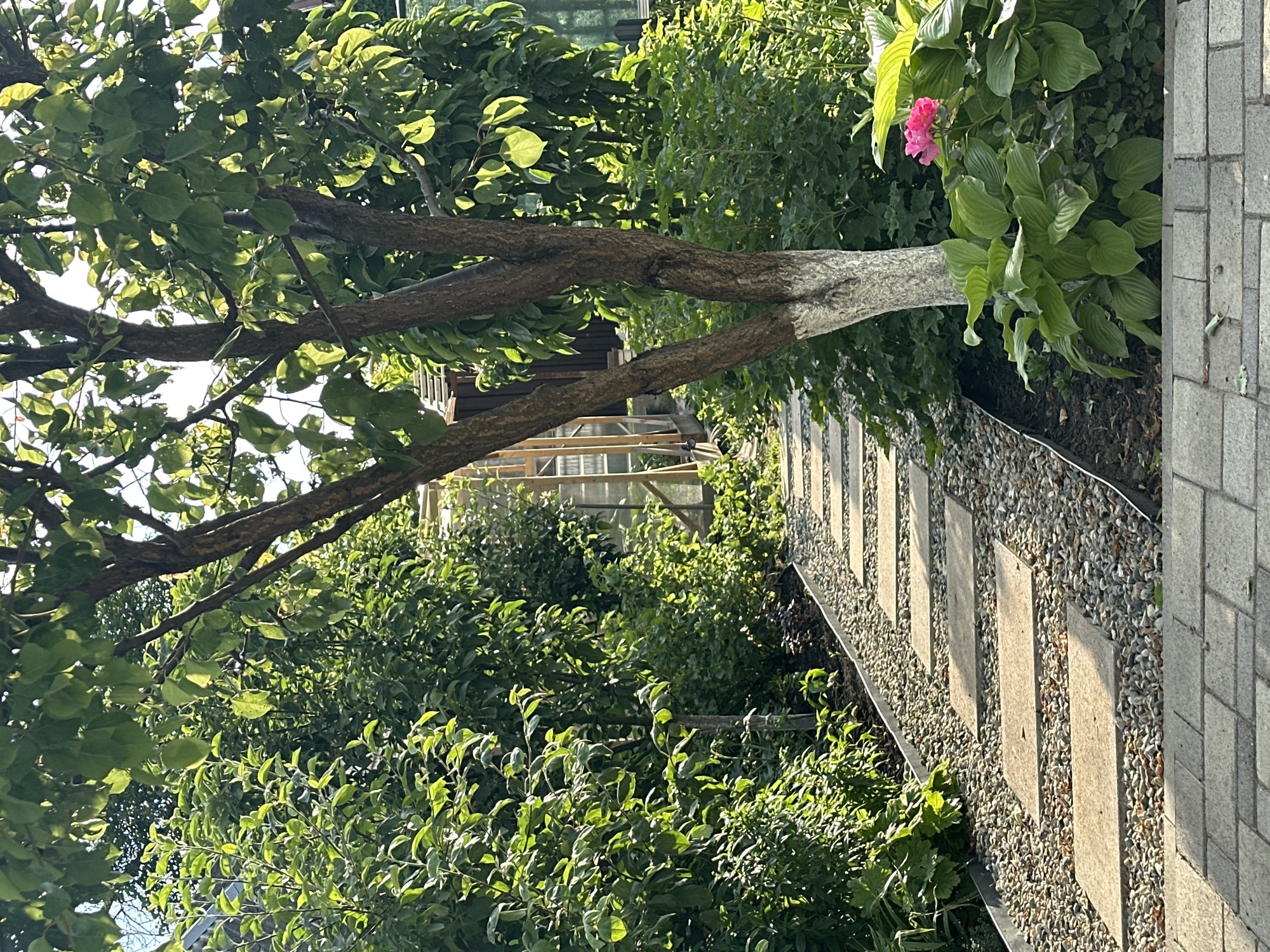 This image depicts a lush, sun-drenched garden in Nevinnomyssk, Russia, likely during a warm, clear day. The primary subjects are the vibrant greenery of various plants and trees, with a focus on a large tree trunk that has been painted white, possibly for protection or aesthetic purposes. The tree branches spread out, casting dappled shadows across the scene.
A pathway of large, rectangular stone pavers is laid amongst gravel, leading the eye into the garden. To the right, a wall constructed of grey bricks or tiles runs along the edge of the pathway. Among the dense foliage, a single bright pink flower stands out, adding a splash of color to the predominantly green landscape. In the background, a wooden structure, possibly a shed or greenhouse, is visible through the leaves, suggesting a residential garden setting. The sunlight streaming through the leaves indicates it is likely daytime, possibly late afternoon due to the warmth of the light. No people or text are visible in the image. The overall impression is one of a well-maintained and tranquil garden.