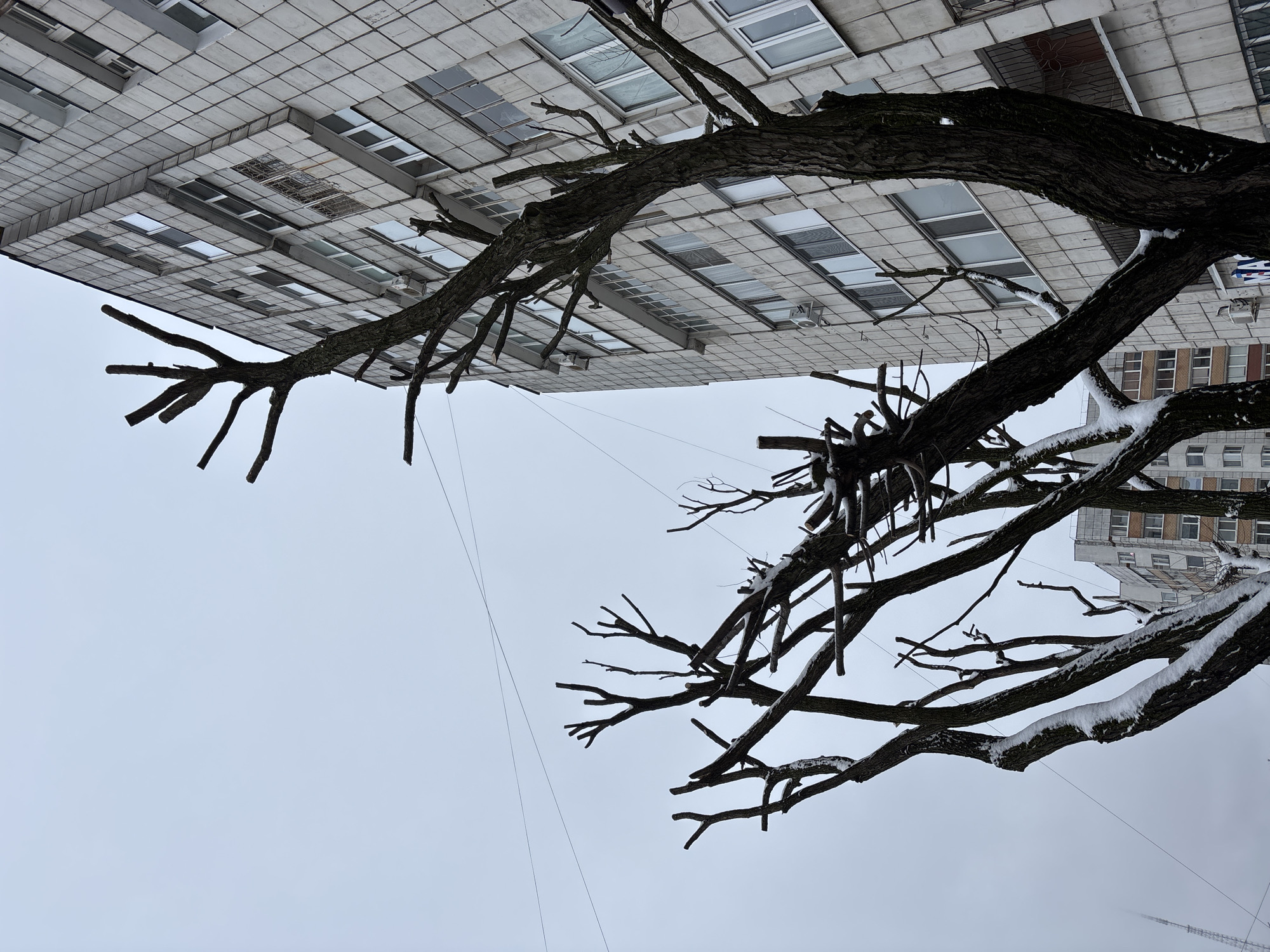 The image, rotated 90 degrees counter-clockwise for correct viewing, presents an upward-looking perspective of a winter urban scene. In the foreground and midground, the strong, dark, and gnarled branches of several deciduous trees dominate the frame. These branches are bare of leaves, indicating the season, and many are dusted with patches of white snow, particularly on their upper surfaces.
Behind the intricate network of tree branches stands a large, multi-story building. Its facade is characterized by a grid of numerous light-grey, square or rectangular tiles, giving it a textured, geometric appearance. Many windows are visible across the building's surface. To the right, another section of a building, possibly part of the same complex or a different structure, can be seen further in the background, exhibiting a different architectural style with lighter, perhaps brick-like, panels.
The sky above is uniformly light grey and overcast, consistent with a cold, winter day. Fine, dark lines, likely wires or cables, crisscross parts of the sky. The overall mood is stark and quiet, capturing the beauty of a snowy urban landscape. No people are visible, and there is no discernible text in the image. The scene accurately depicts an urban environment, fitting the provided context of Perm, Russia, during the winter.