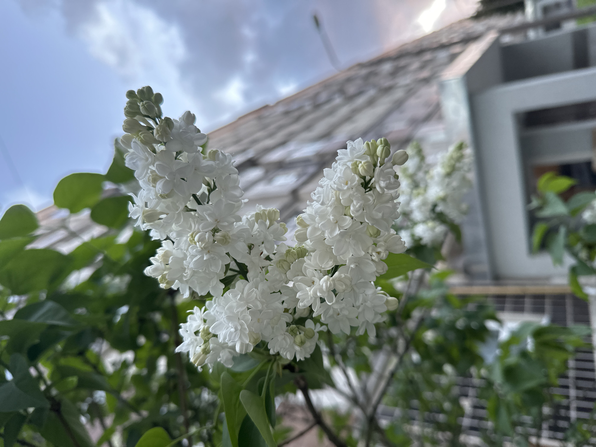 A close-up shot of white lilac blossoms. The camera angle is low, looking up at the flowers, with a building and cloudy sky in the blurred background. Based on the architecture and plant life, it is plausible that this photo was taken in Riga, Latvia. However, without additional verifiable information, the location is only a possibility based on visual cues. The primary subject is the cluster of white lilac flowers, which are in focus. Leaves are visible amongst the flower stalks. The building in the background appears to have light-colored siding. The sky is overcast.