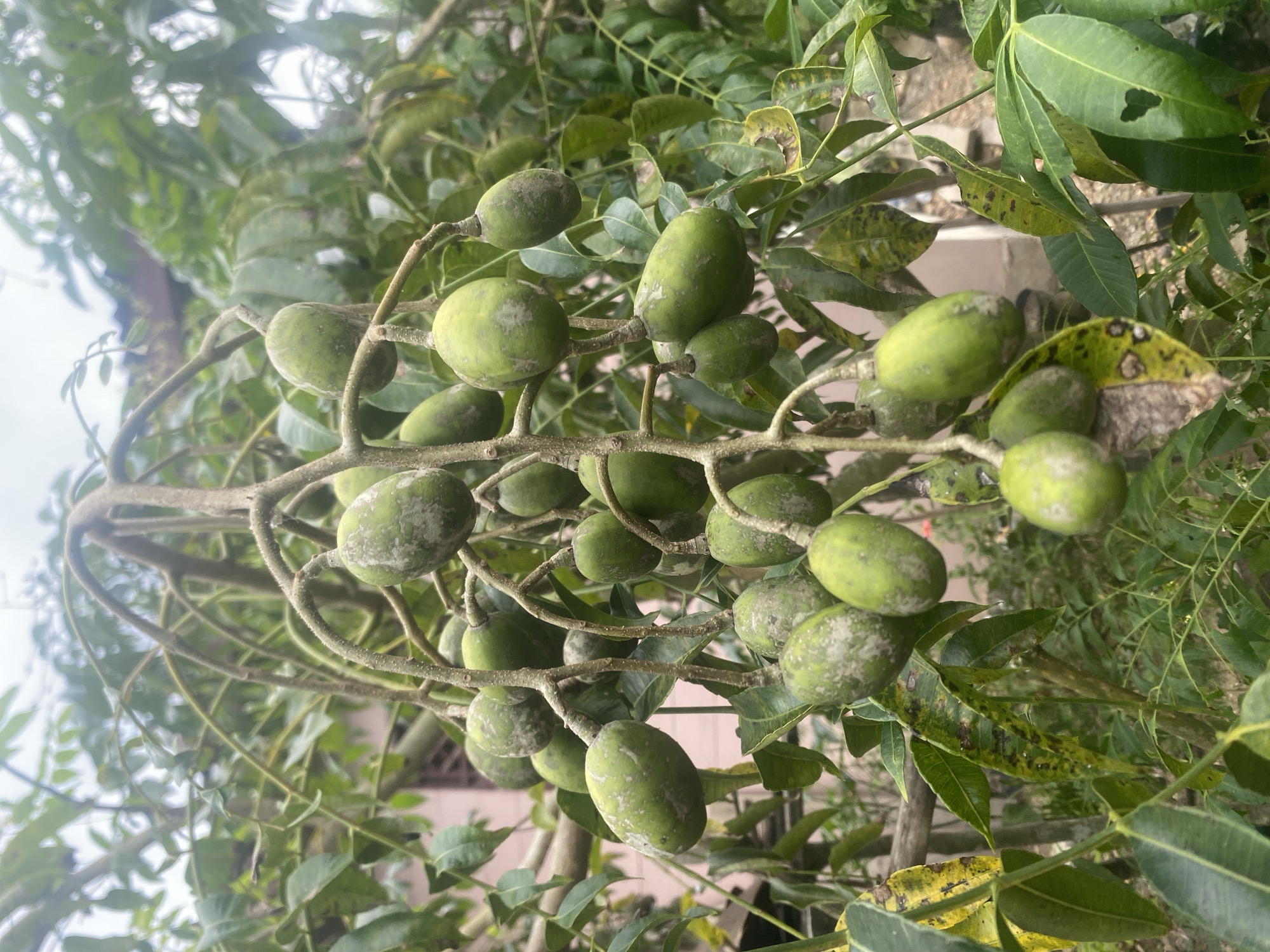 The image shows a close-up view of a branch laden with green fruits, likely Java plums or another similar fruit, in Kebonbaru, Indonesia. The fruits are oval-shaped and have a light green color with some white spots. The branch is part of a tree with green leaves, some of which show signs of yellowing or spotting. The background is slightly blurred but suggests a residential or garden environment.