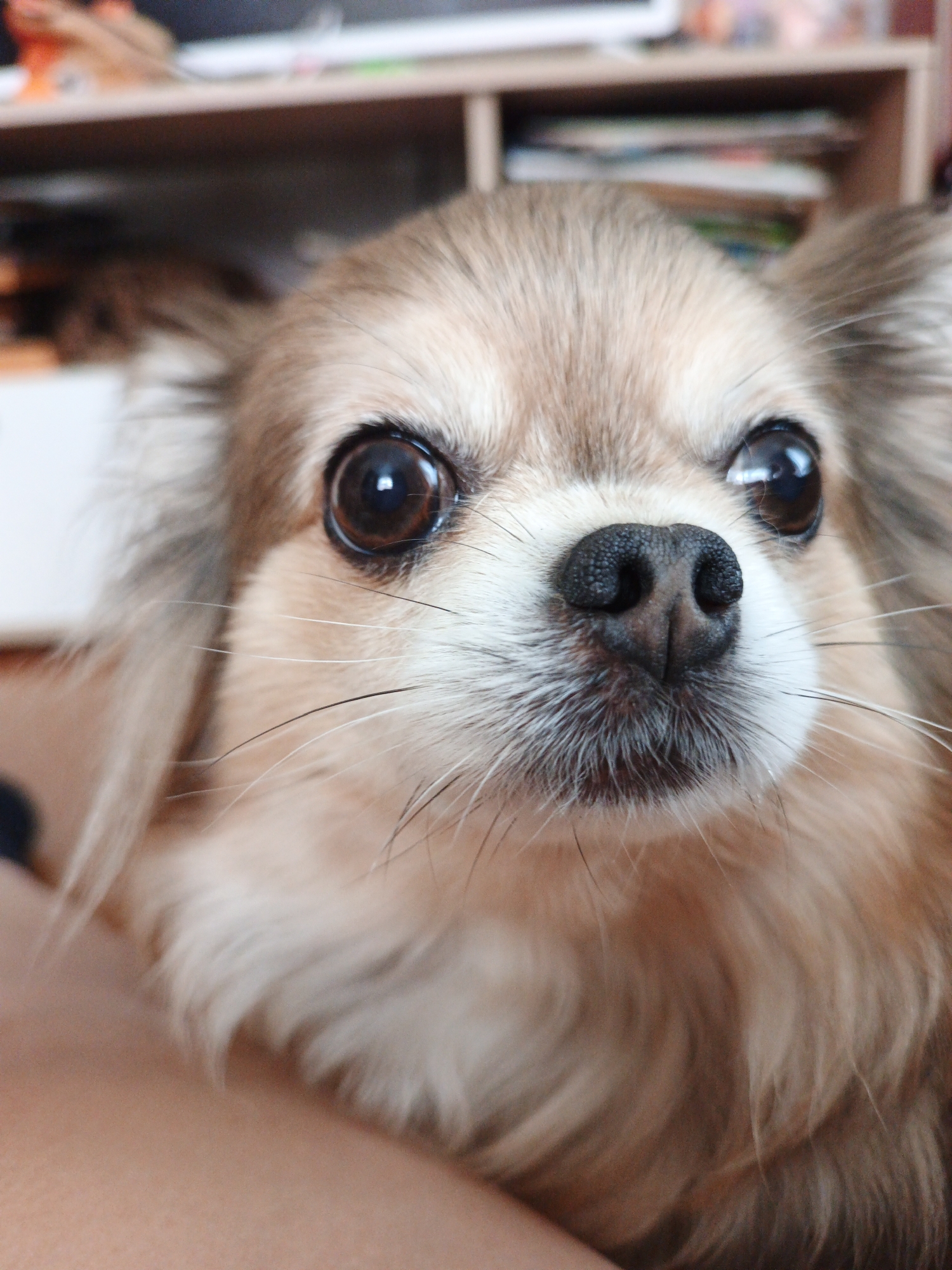 A close-up shot of a long-haired chihuahua is captured from a head-on, slightly upward angle. The dog's fur is a mix of light brown and cream, with longer strands framing its face and ears. Its large, dark brown eyes are prominent and reflect light, giving them a glassy appearance. The dog's black nose is wet and textured, and its muzzle is surrounded by white fur and long, thin whiskers. The background is blurred, but appears to be an indoor setting with shelves containing books and other objects. The bottom left of the image shows a portion of a person's skin, possibly an arm or leg, in a peachy tone. The location in Medvedyovka, Russia is not discernible from the image.