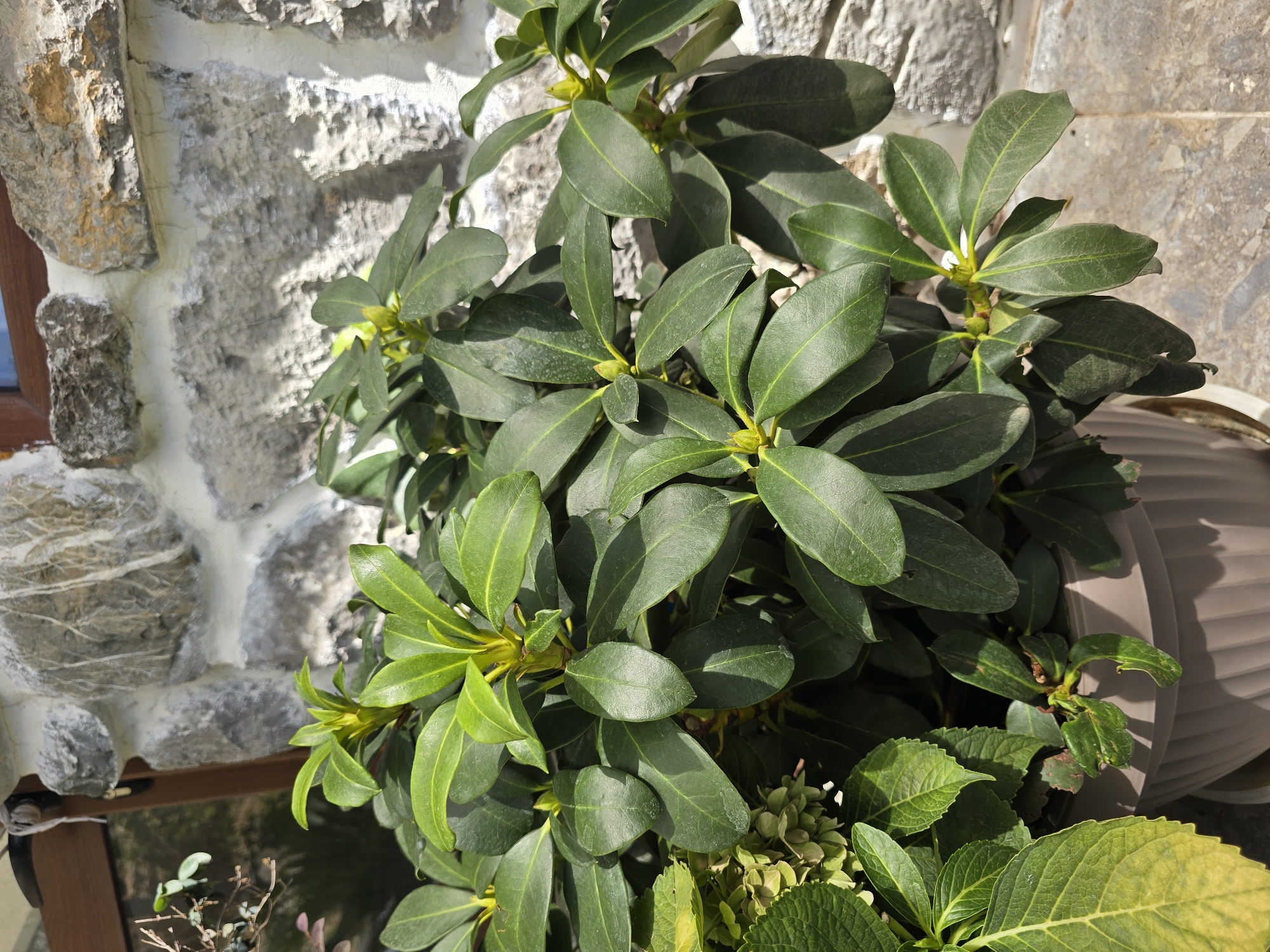 A close-up, eye-level shot captures a potted plant, likely a Rhododendron, with glossy, dark green leaves and a few budding flowers. The plant is in a beige ribbed pot, positioned on a light-colored tiled patio. Behind the plant, a stone wall with rough, irregular grey and white stones mortared together creates a textured backdrop. Sunlight casts shadows, highlighting the plant's foliage and the wall's uneven surface. The scene appears to be outdoors, possibly on a balcony or terrace, given the patio tiles and the glimpse of a wooden window frame in the upper left corner. The overall impression is one of a tranquil, natural setting within an urban environment, characteristic of the residential areas in Podgorica, Montenegro. No people or animals are visible.