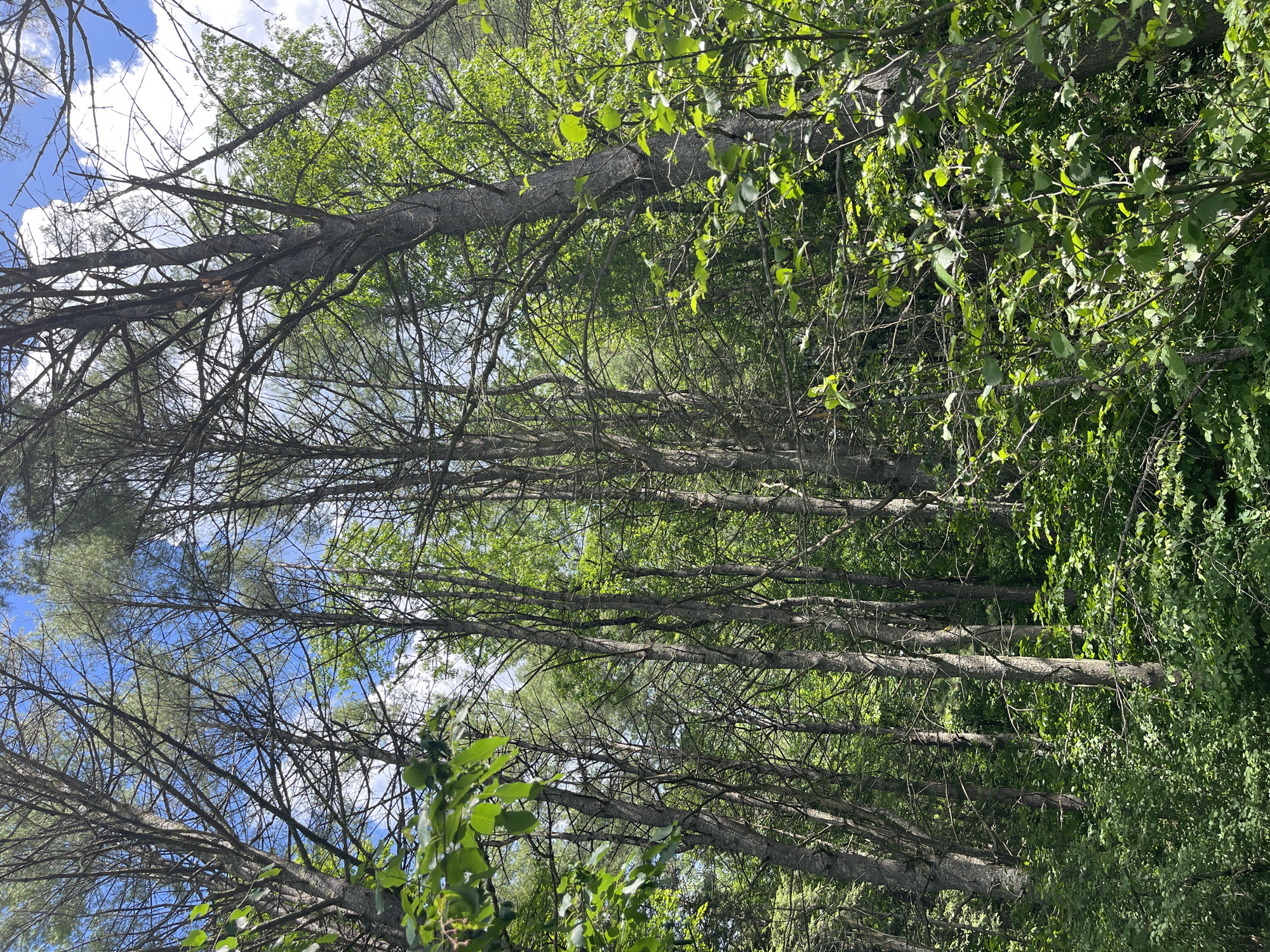 In Brantingham, United States, a dense forest scene unfolds under a partially cloudy blue sky. The image is dominated by tall, slender trees with rough bark, some of which are bare of leaves, while others are covered in vibrant green foliage. The undergrowth is thick and lush with a variety of green plants and bushes. Sunlight filters through the canopy, creating dappled light and shadows. No people or animals are visible in the frame.