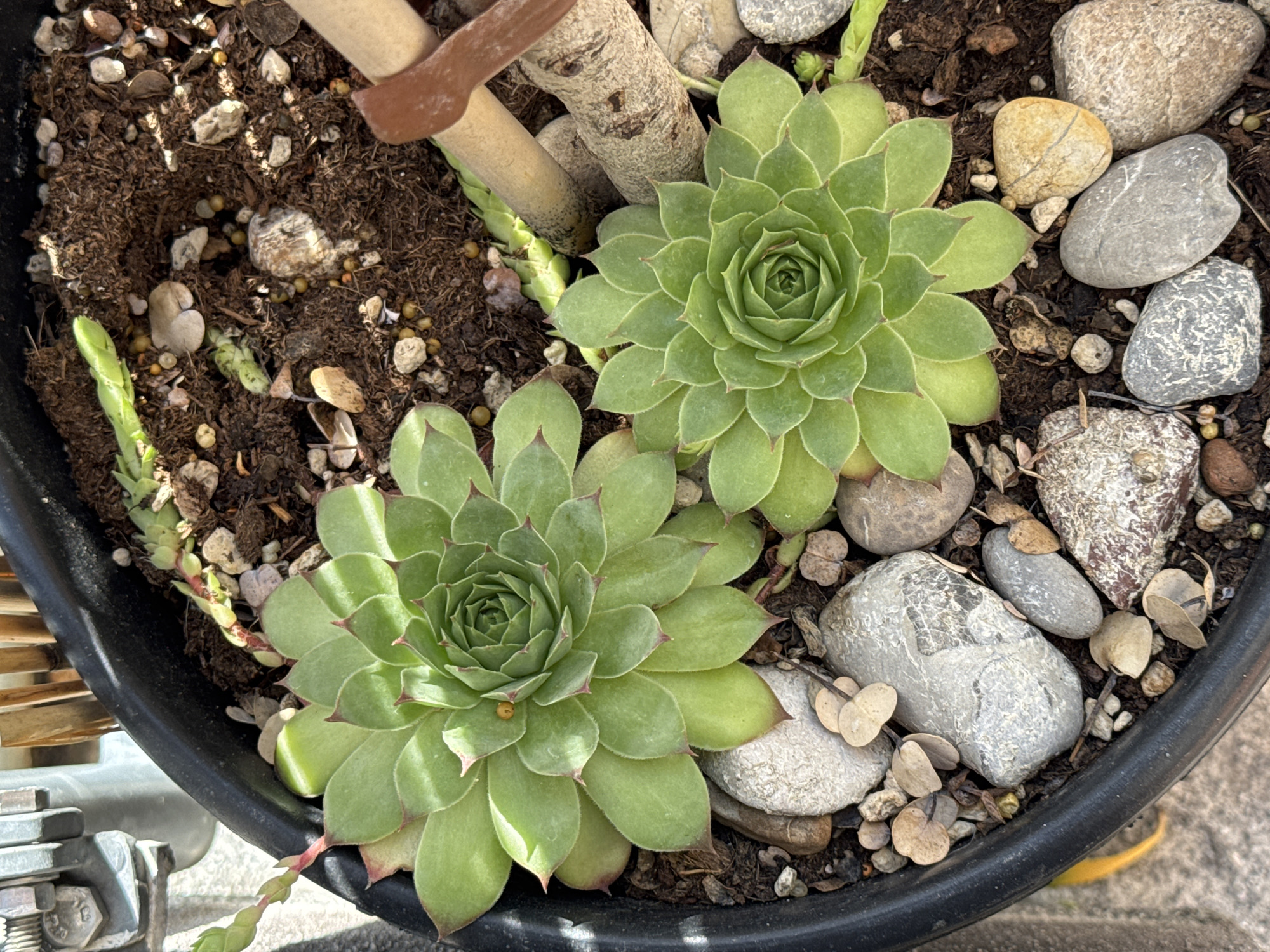 The image shows a close-up view of two Sempervivum plants, commonly known as Hens and Chicks, growing in a black pot filled with dark soil and small rocks. The plants are vibrant green with reddish tips on their leaves, arranged in a rosette formation. One plant is slightly larger and positioned towards the top left of the frame, while the smaller one is to its right and slightly lower. Several small, elongated green shoots are visible emerging from the soil, possibly new offsets from the plants. The pot also contains various-sized pebbles and a piece of light-colored, gnarled wood, possibly a decorative element or a support. In the background, a metallic structure and some wooden elements are partially visible, suggesting an outdoor setting. The lighting indicates it is daytime, with shadows cast on the soil and plants. The image does not contain any people. The context of Wettstetten, Germany, is not directly discernible from the visual elements in the image itself.