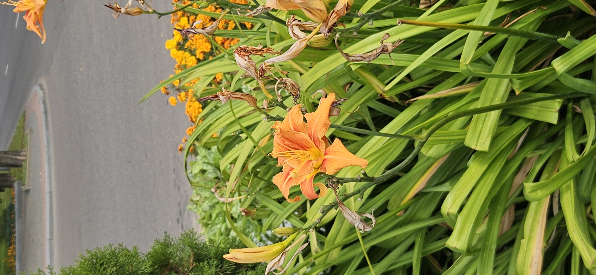 The image depicts a close-up view of an orange daylily in bloom, positioned in the foreground. The flower is surrounded by lush green foliage and several withered brown seed pods. In the background, out of focus, are more orange flowers and a paved road with trees lining its edge. The scene appears to be a roadside flowerbed or garden, possibly in Vitsebsk, Belarus, given the surrounding vegetation and infrastructure. The lighting suggests it is daytime.