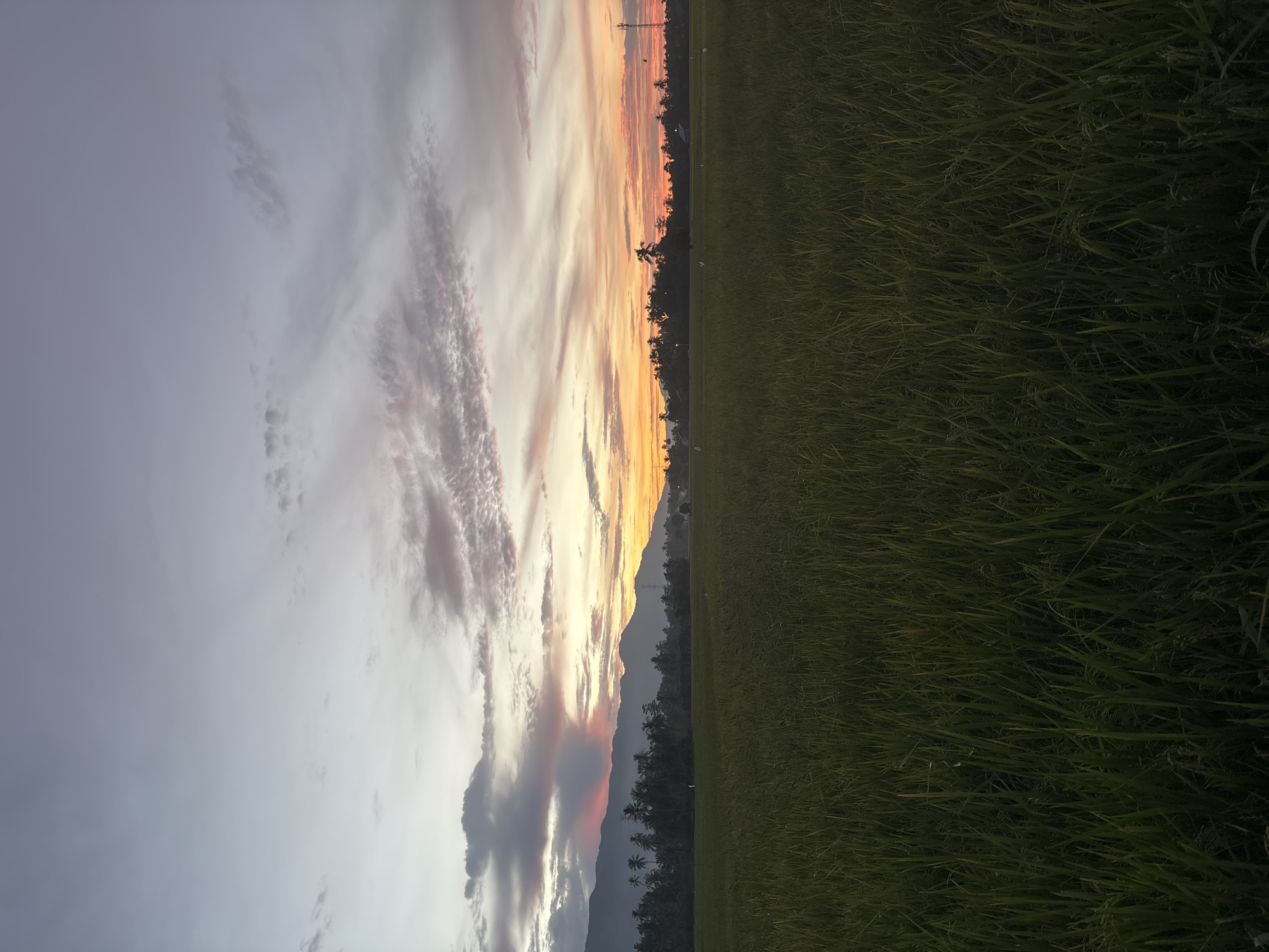 An outdoor, vertical, full shot captures a rice paddy field at dawn or dusk in Sinyeu, Indonesia. The foreground is dominated by the lush, green stalks of rice plants, reaching towards the viewer. Beyond the field, a line of dark, silhouetted trees and palm trees forms a dense border against the horizon. In the distance, a range of mountains rises, their peaks partially obscured by the twilight sky. The sky itself is a spectacle of color, transitioning from pale grey at the top to vibrant hues of orange, pink, and yellow near the horizon, indicative of sunrise or sunset. Wispy clouds, tinged with the warm colors of the sky, stretch across the upper portion of the frame. Scattered throughout the field are several white scarecrows, presumably to deter birds from the crops. A tall, slender electricity pylon stands to the right of the frame, breaking the natural silhouette of the landscape. The overall impression is one of serene natural beauty and rural tranquility.
