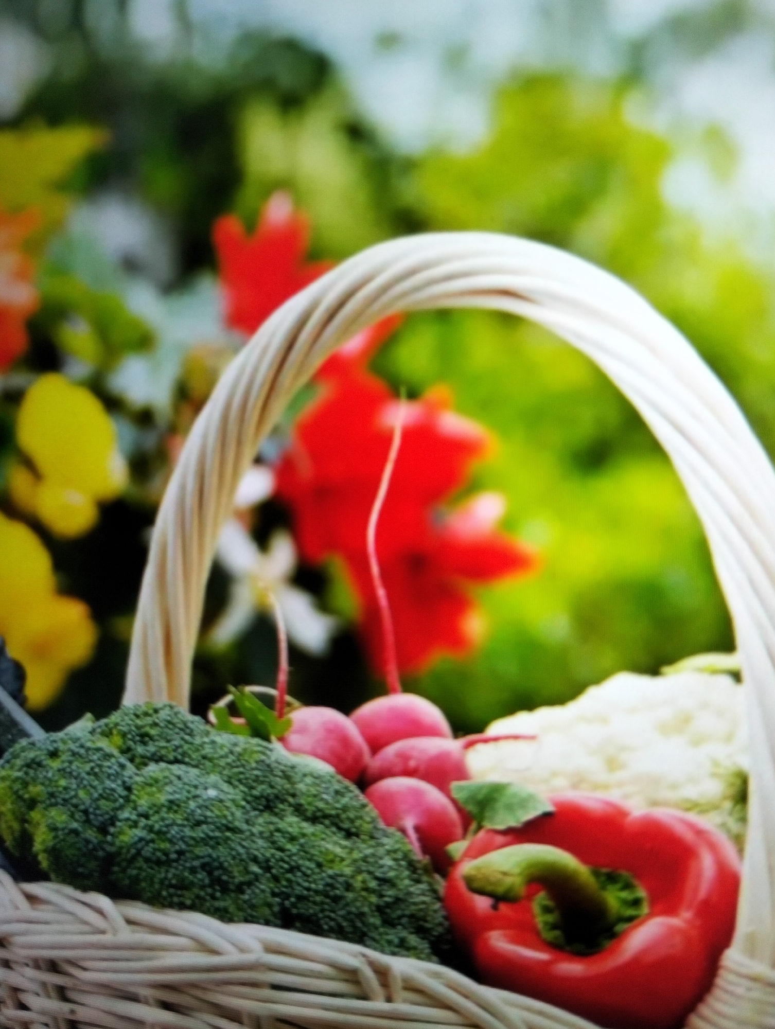 This is a close-up, vertically oriented, low-angle shot of a woven basket filled with fresh vegetables. The basket itself is made of light-colored wicker, with a distinctive arched handle that curves over the top.
Inside the basket, several vegetables are visible. On the left is a large, dense head of broccoli, its green florets tightly packed. To the right of the broccoli are several round, red radishes, some with their green stems still attached. In the front right of the basket is a vibrant red bell pepper, its stem and interior green. Behind the radishes, a portion of a white cauliflower is visible.
The background is blurred and consists of colorful foliage, with prominent splashes of red, yellow, and green. The overall impression is one of abundance and freshness.
There are no people, actions, or interactions depicted in this image. The scene is a still life of vegetables in a basket.
The location is described as Payagaboh, Indonesia.